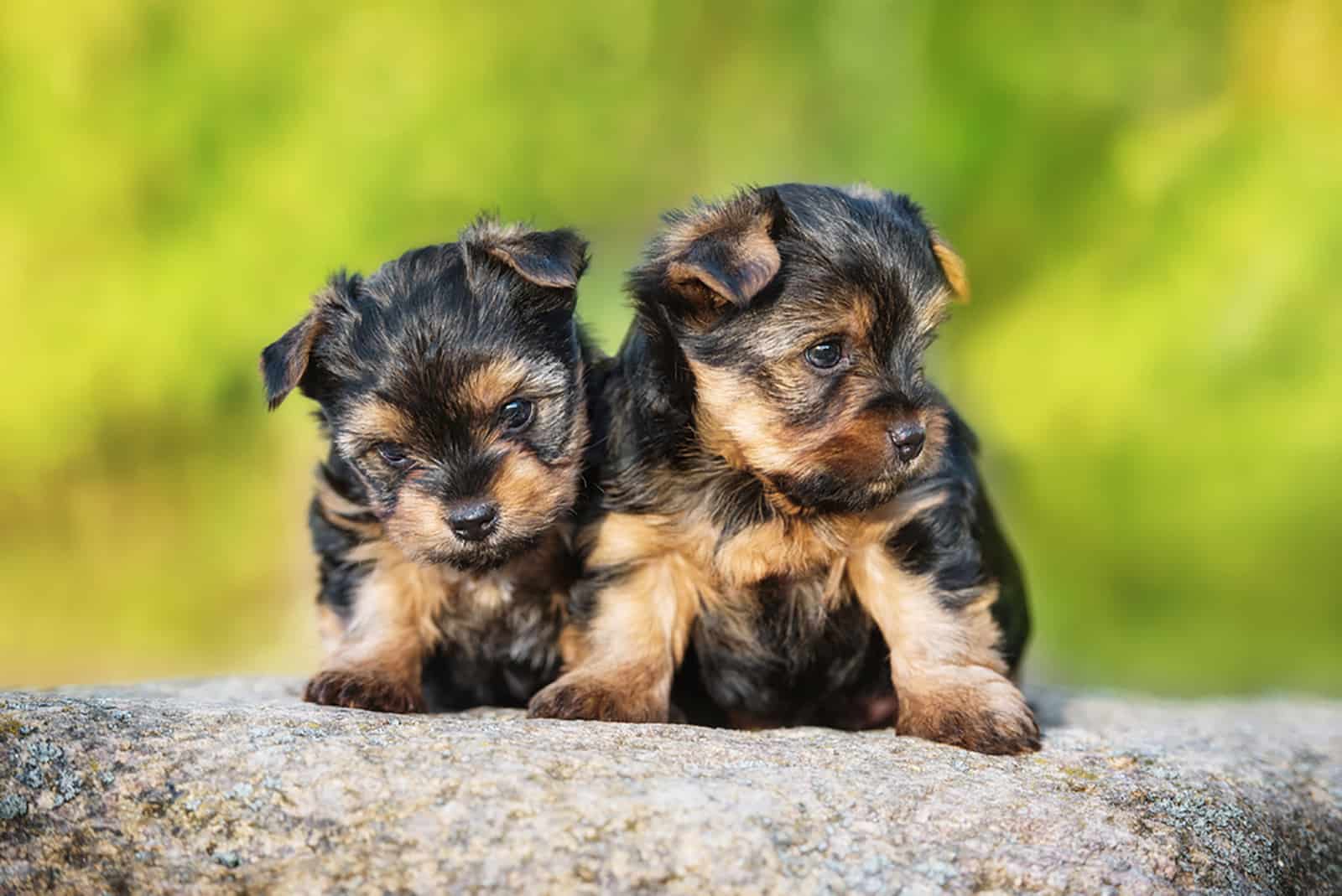 two little yorkshire terrier puppies sitting on the rock