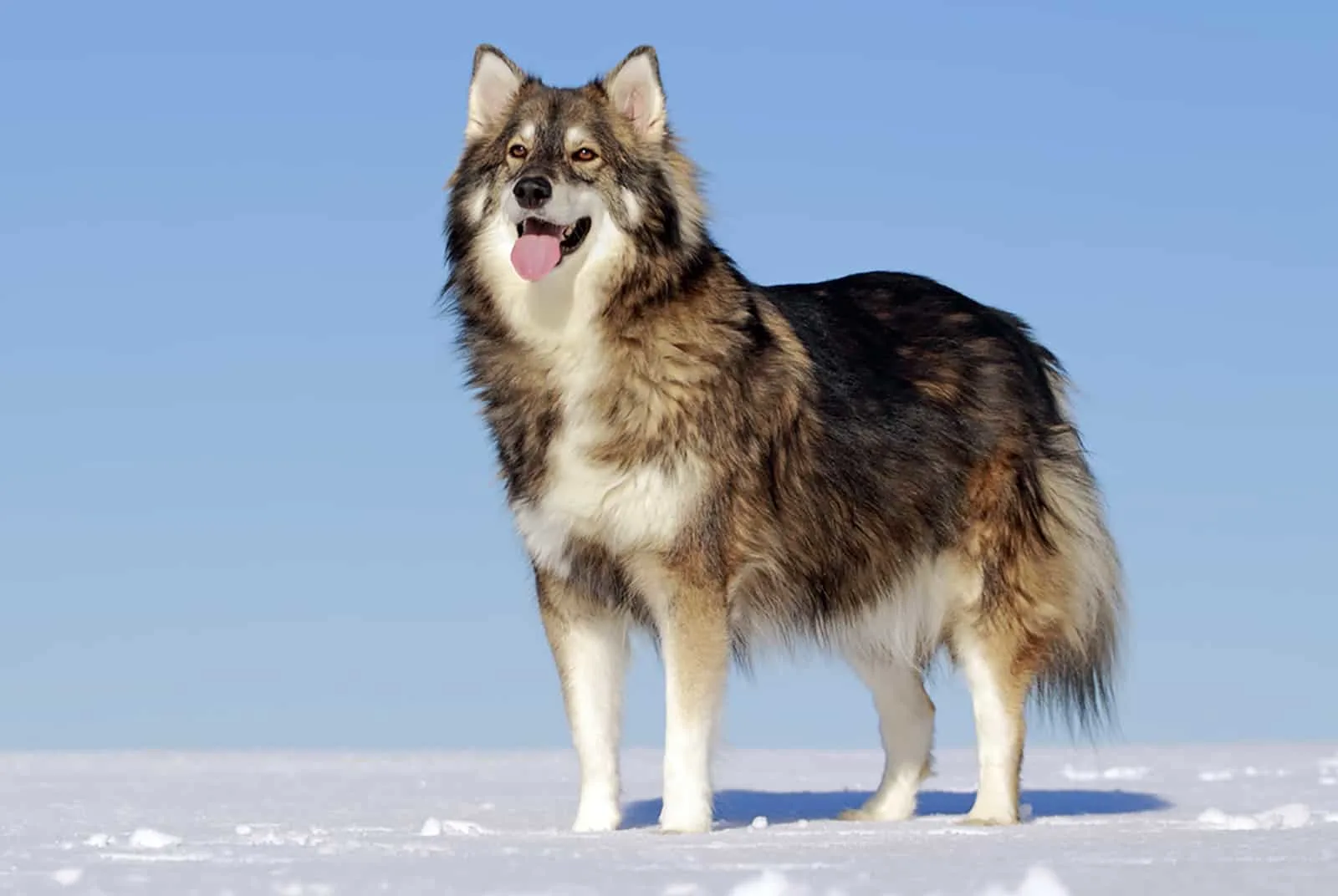 utonagan dog standing in the snow