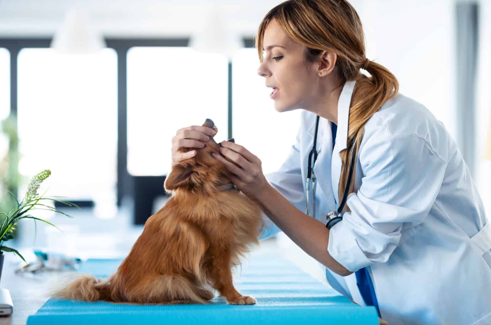 vet checking dog's mouth