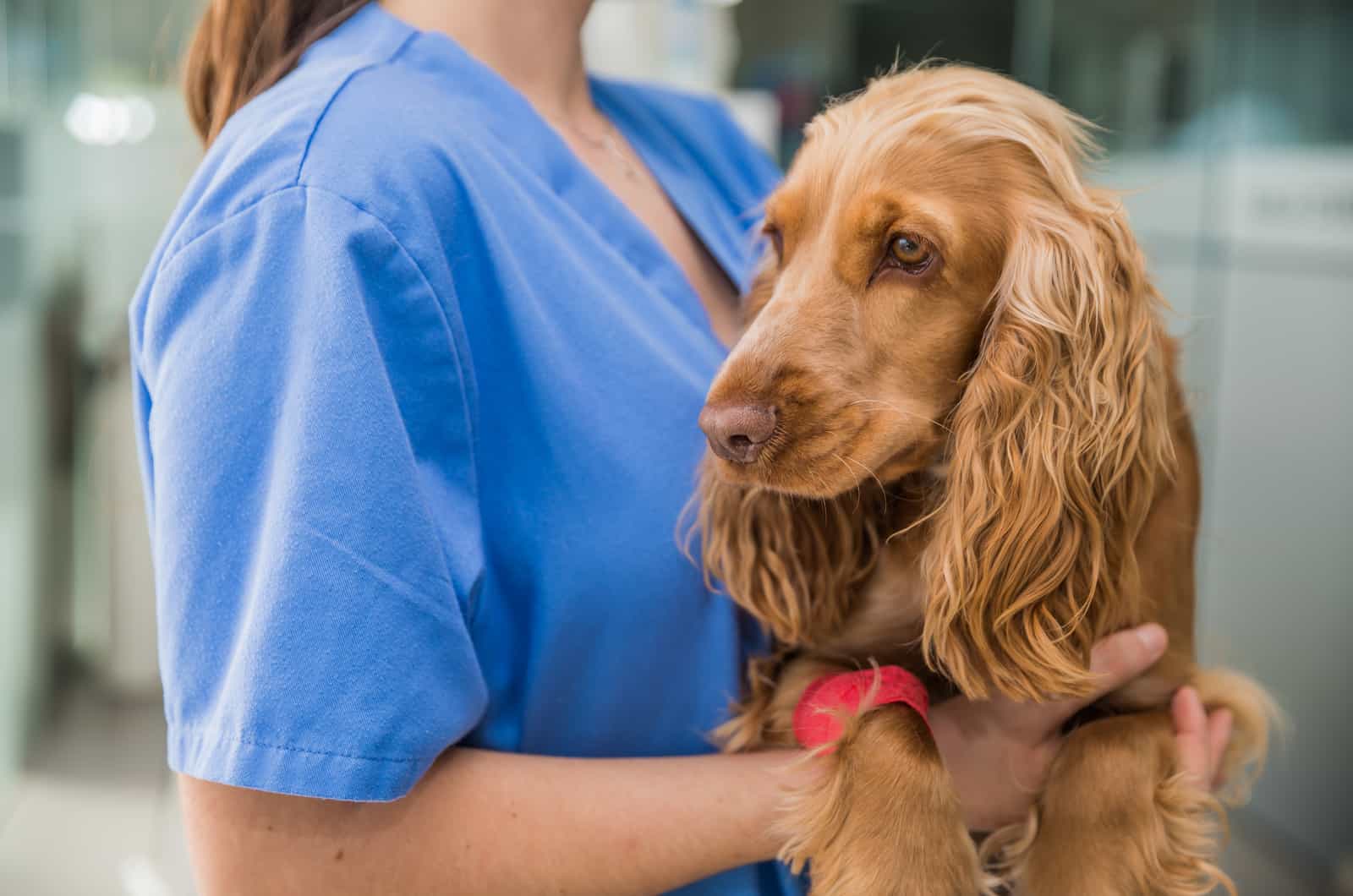 vet holding a dog