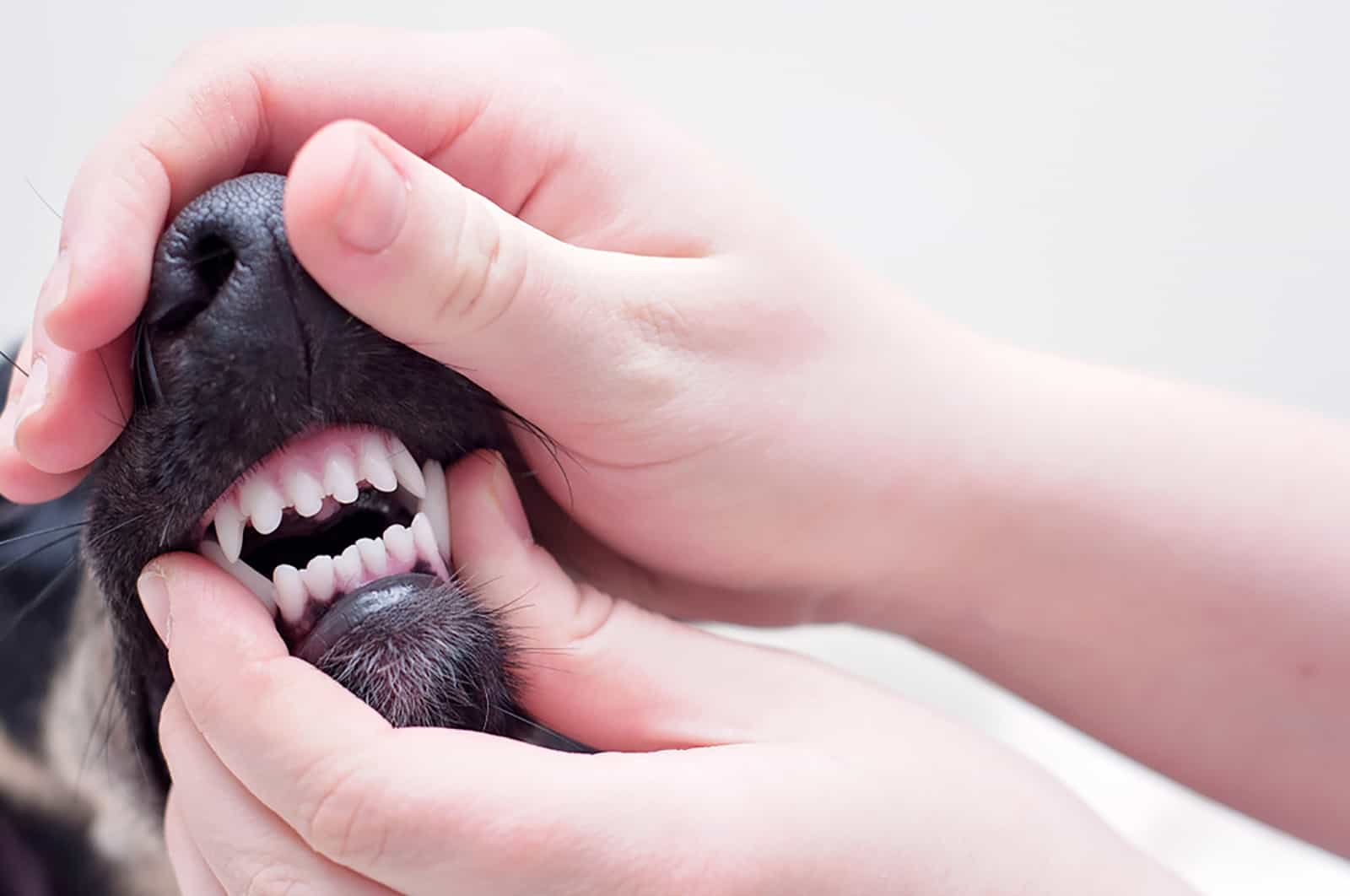veterinarian checking dog's teeth at an examination