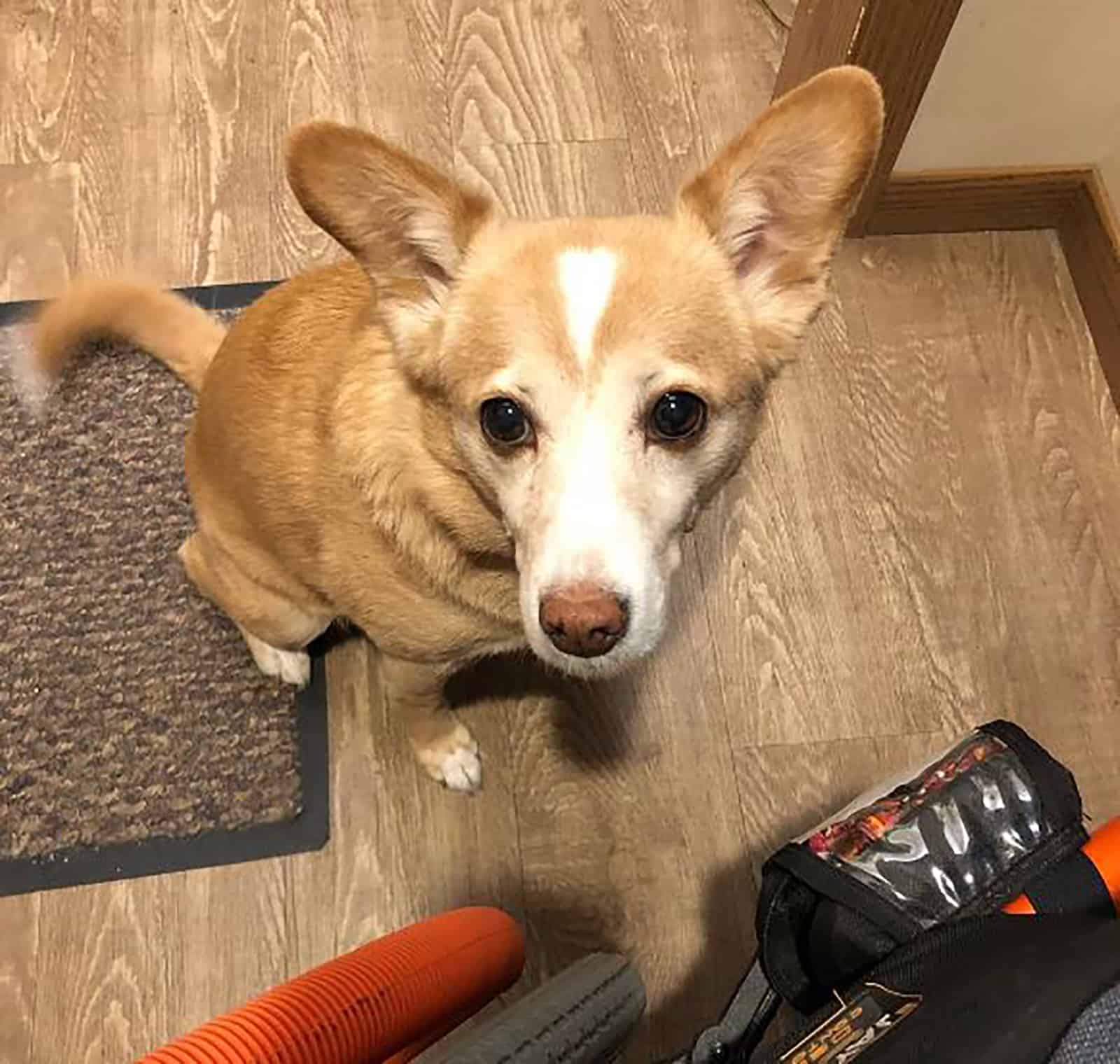 welsh corgi basenji mix sitting on the floor