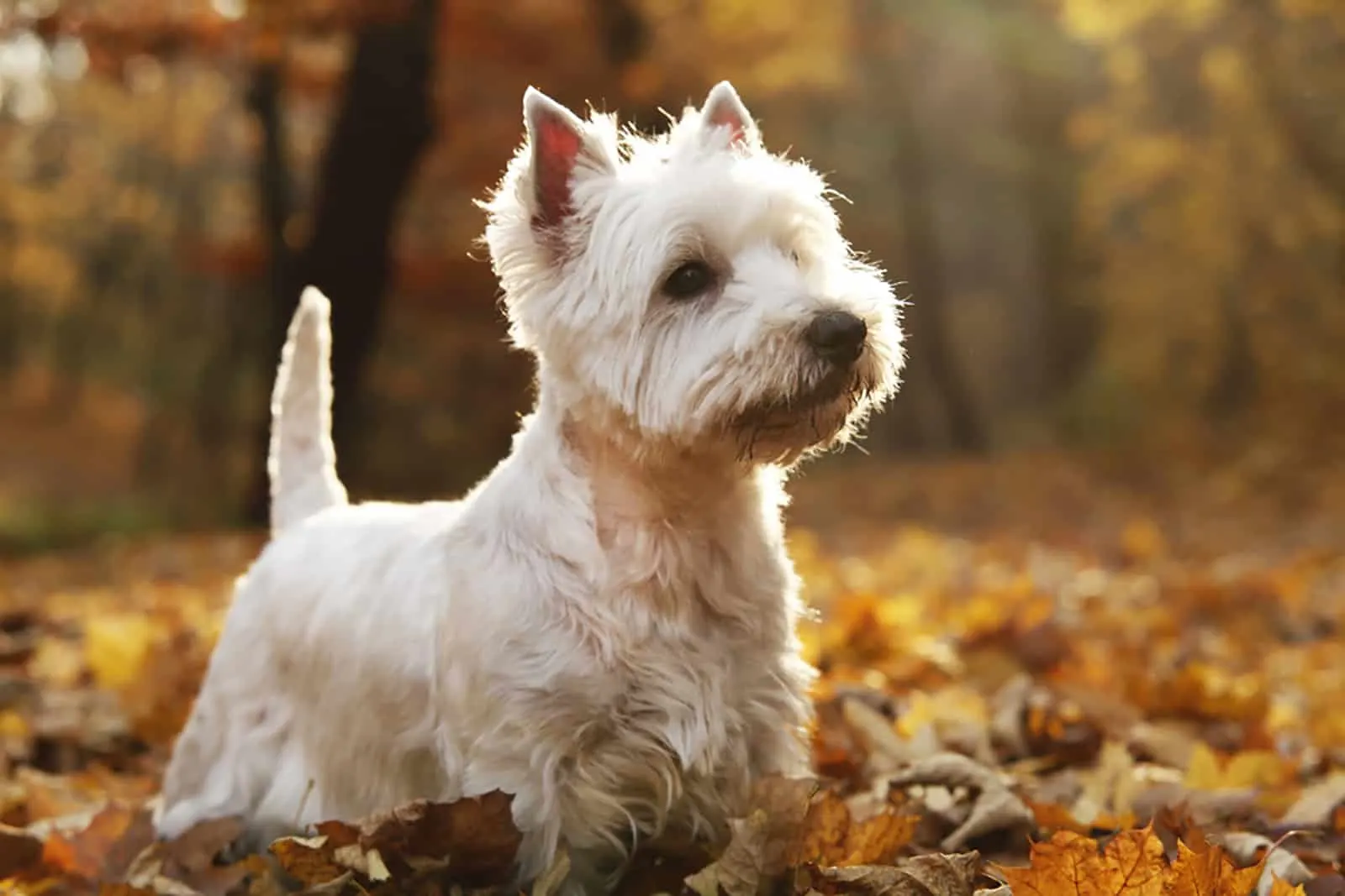 west highland white terrier in the park