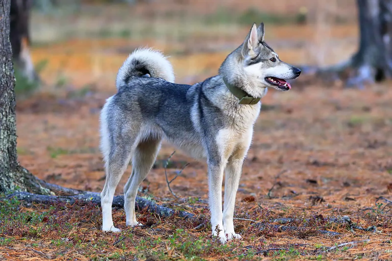 west siberian laika standing in the park