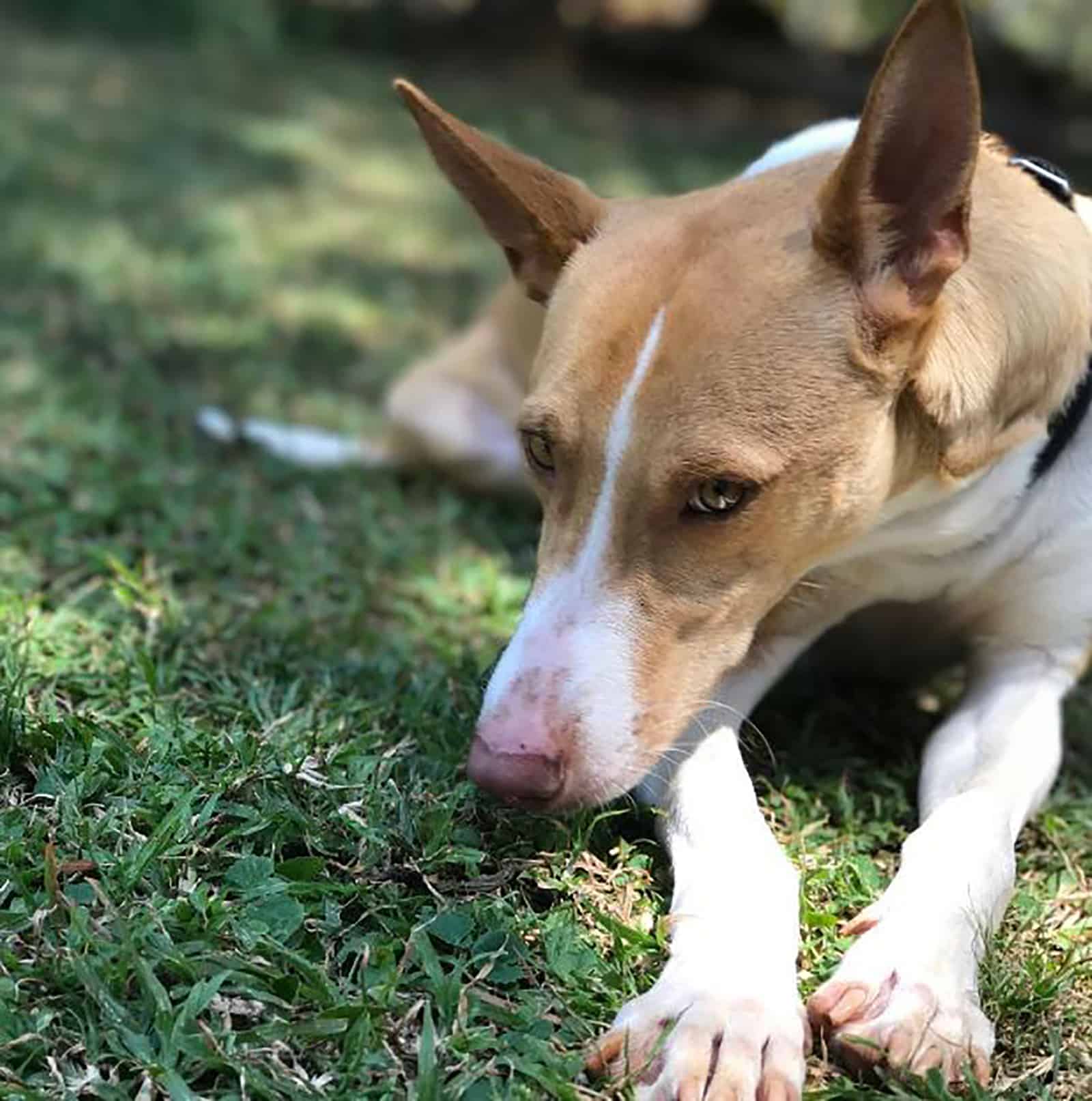 whippet basenji mix lying in the garden