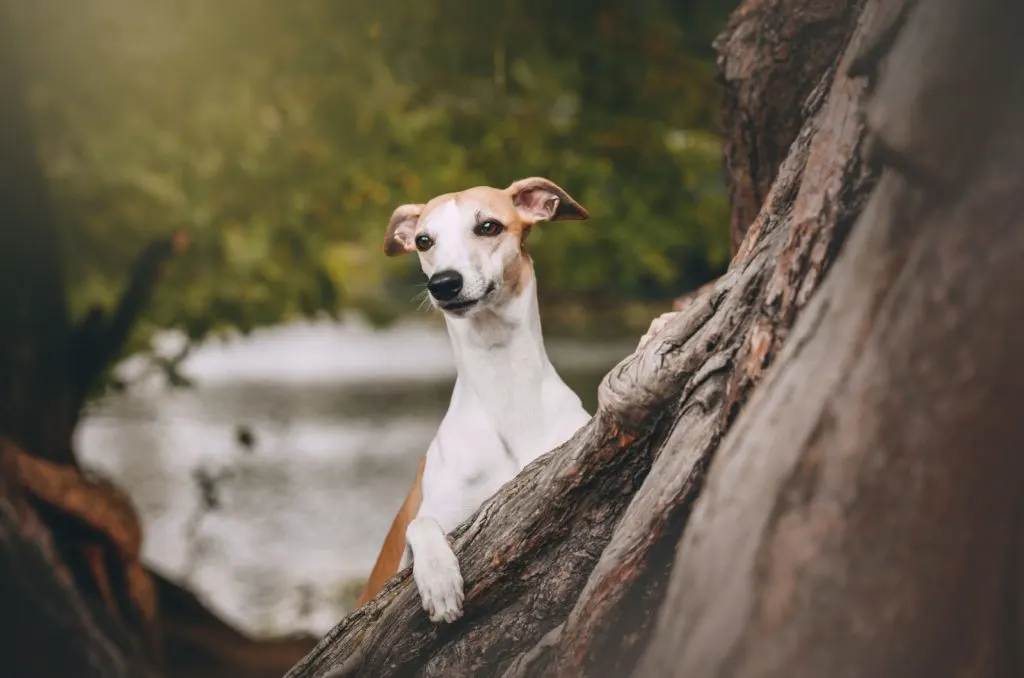 whippet on a tree