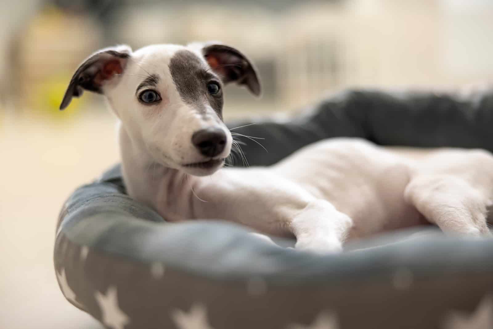 whippet puppy lying in bed