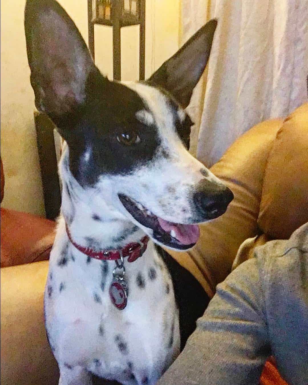 whippet rat terrier mix