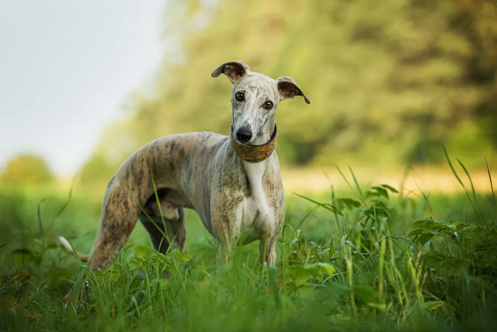 whippet standing in grass