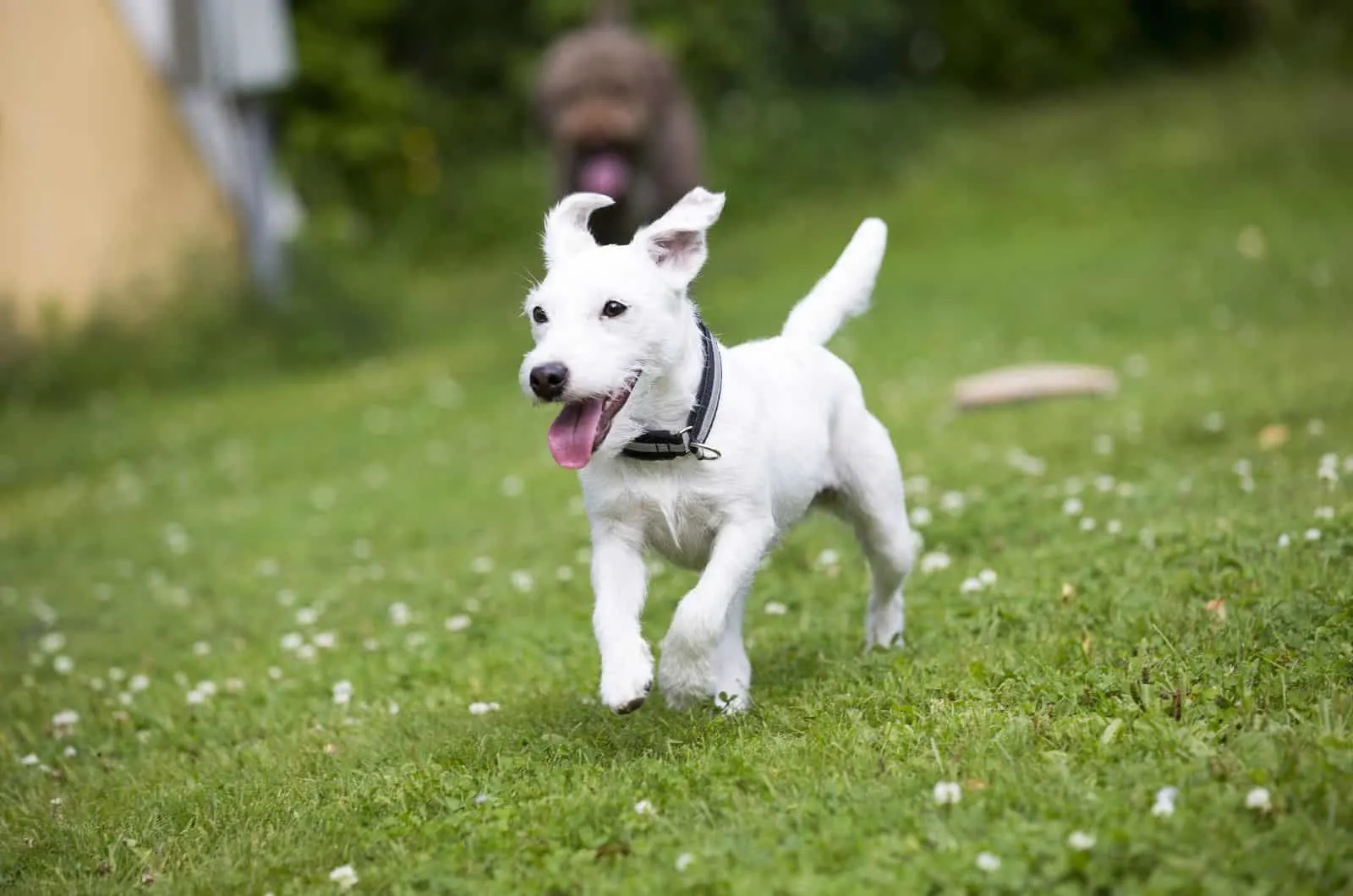 white Parson Russell Terrier running outside