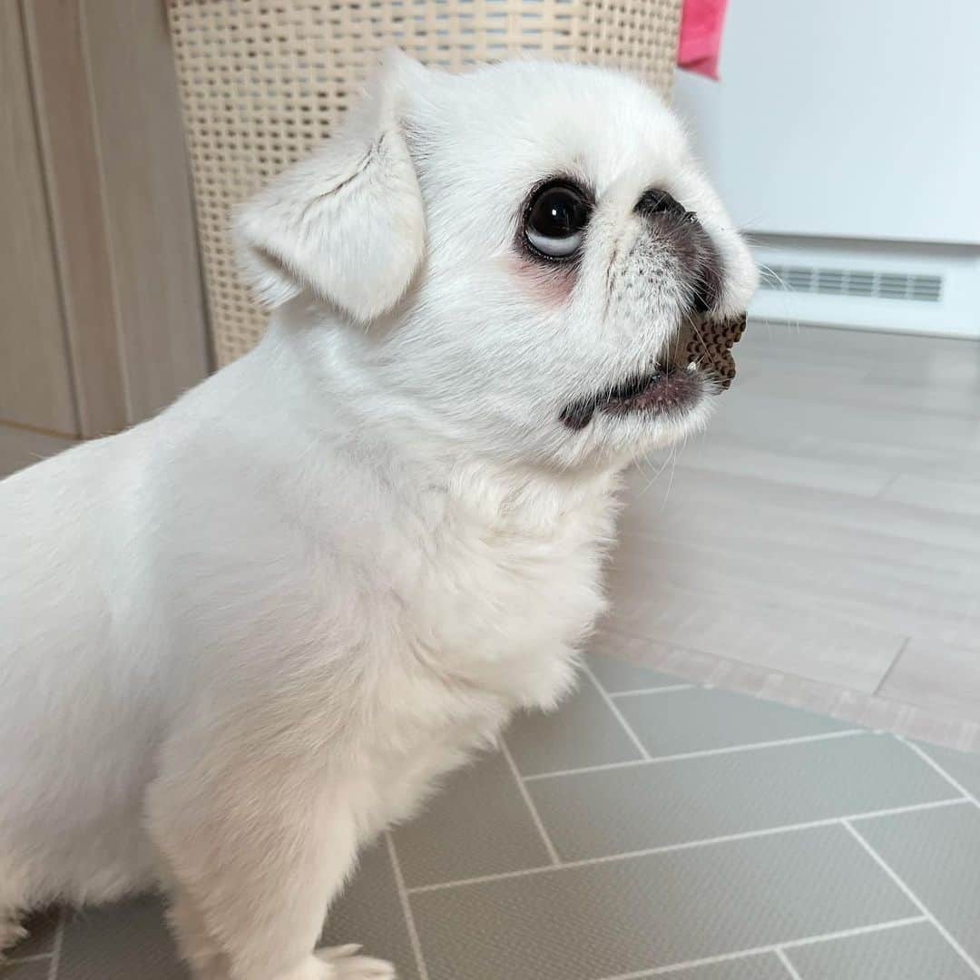 white Pekingese And Shih Tzu dog