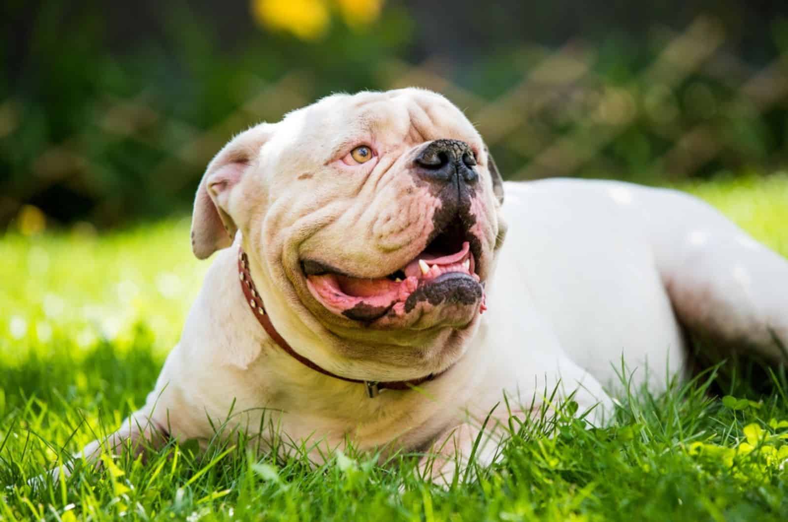 white american bulldog lying in the grass