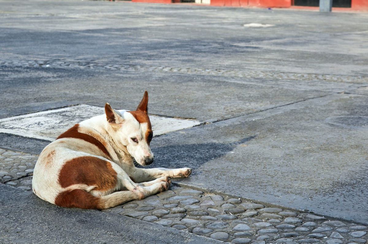 Why Are There So Many Mexican Street Dogs?