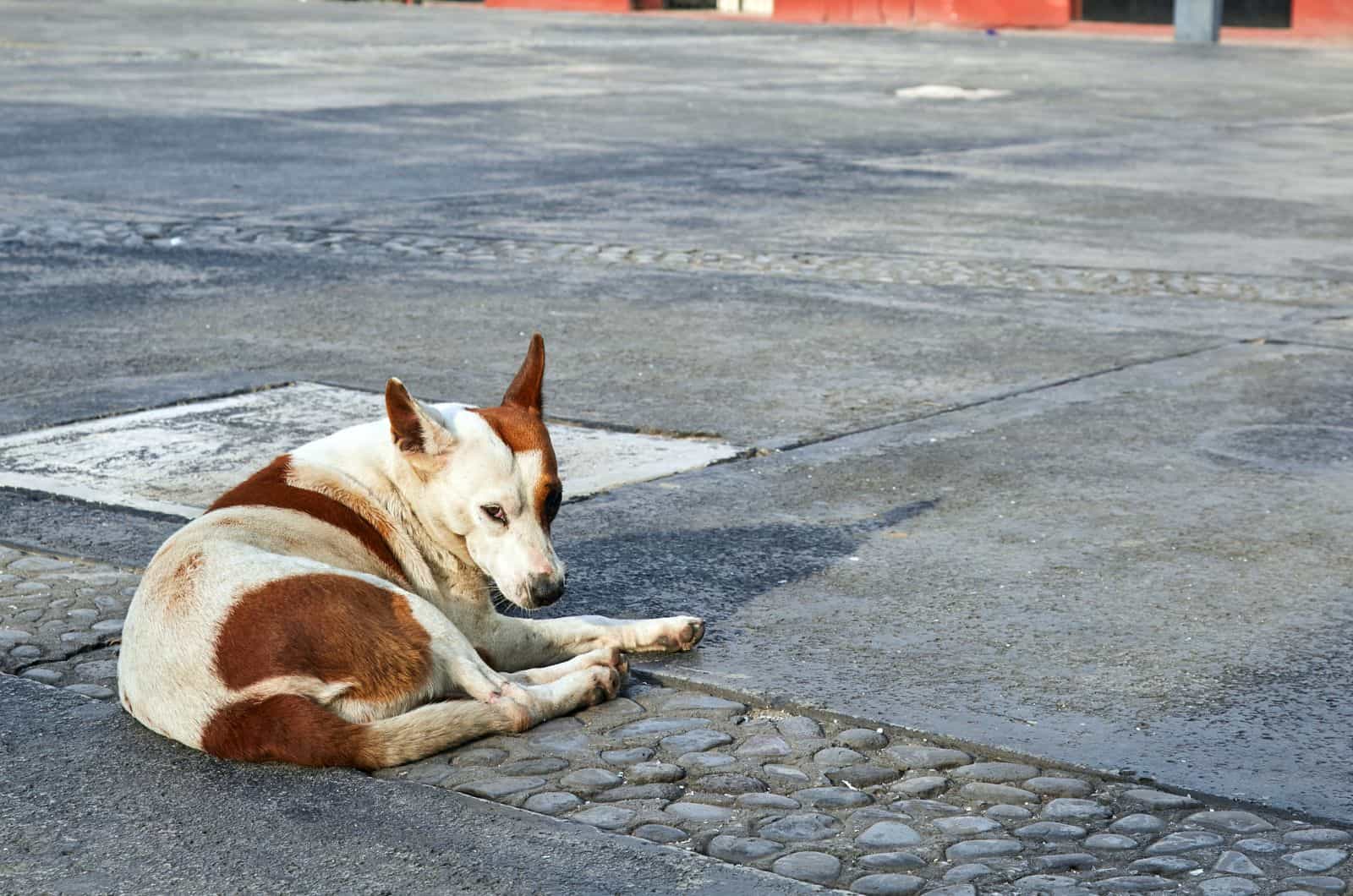 white and orange dog sitting outside