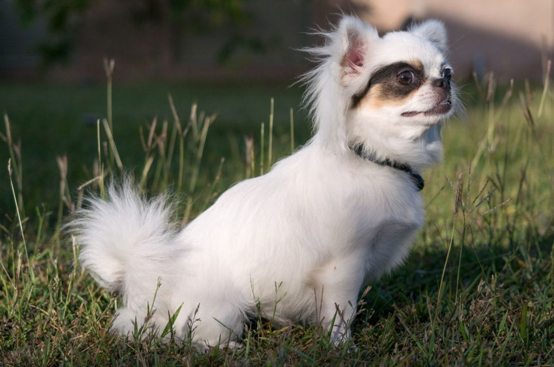 Top 5 Apple Head Chihuahua Breeders In The Us