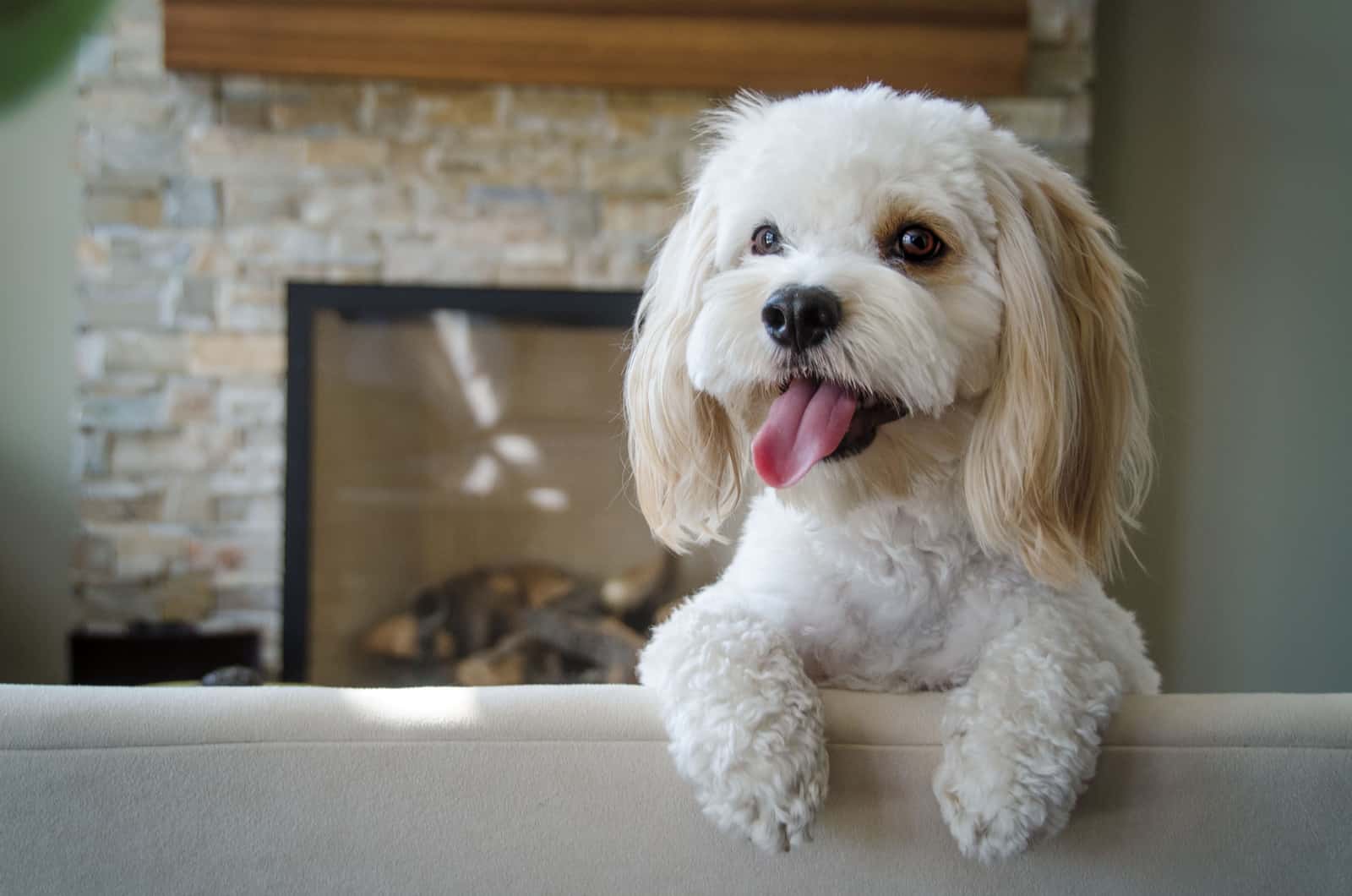 white cockapoo standing on sofa