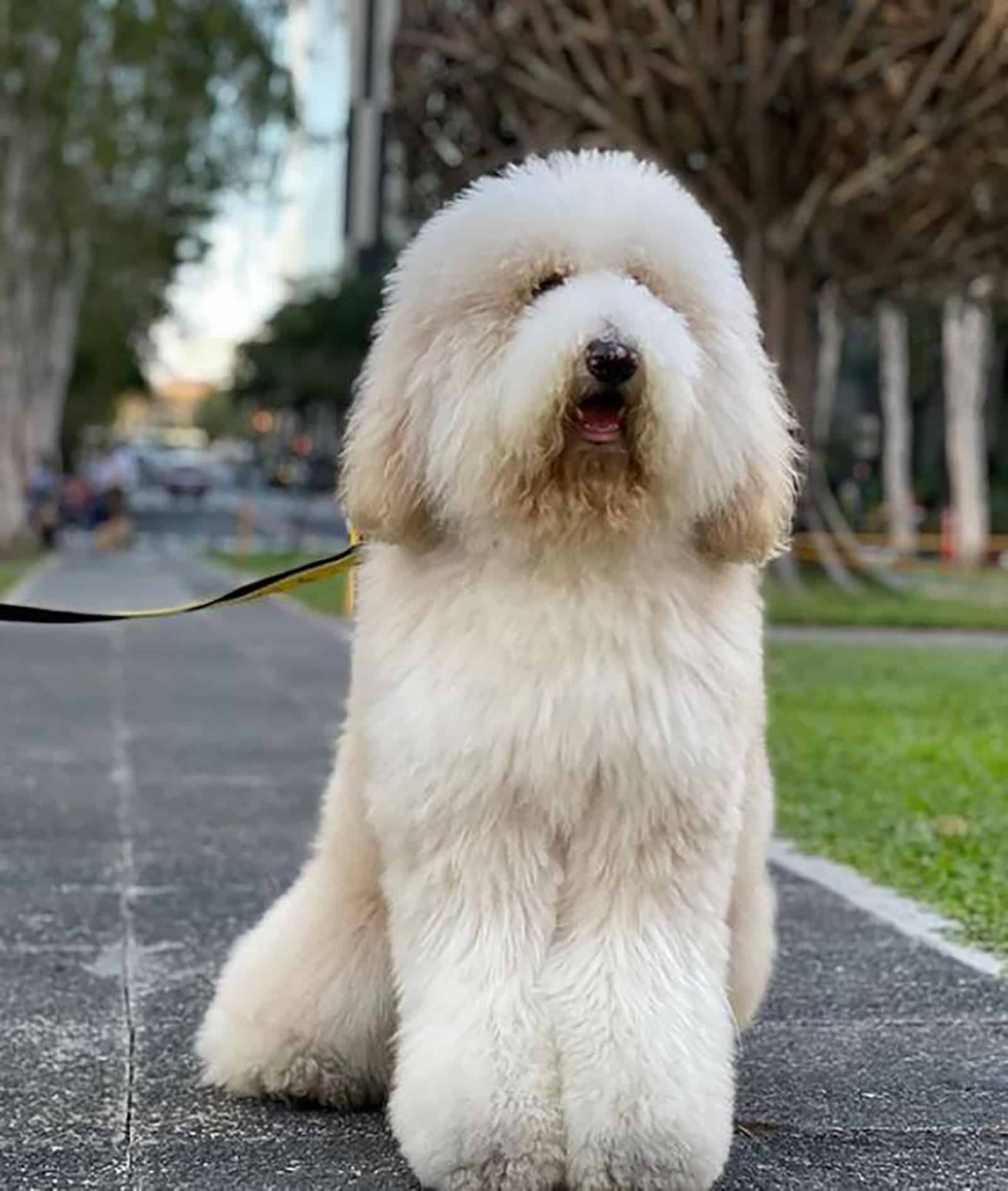 white giant poodle on a leash in the park