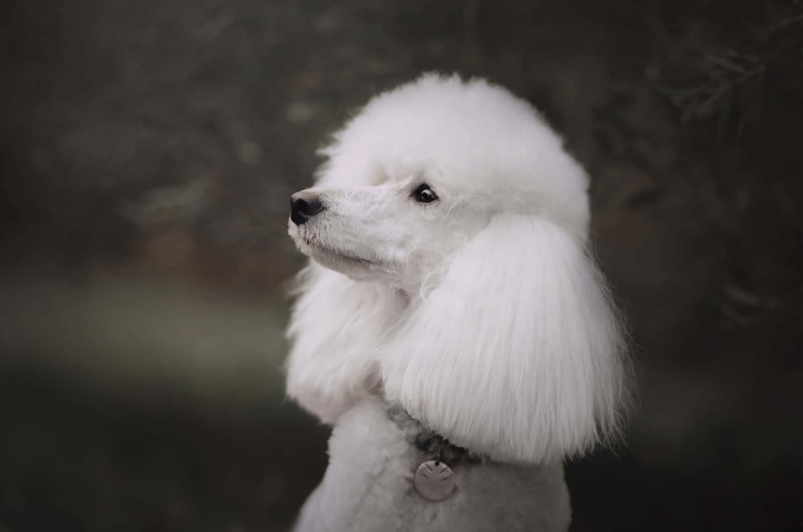 white moyen poodle