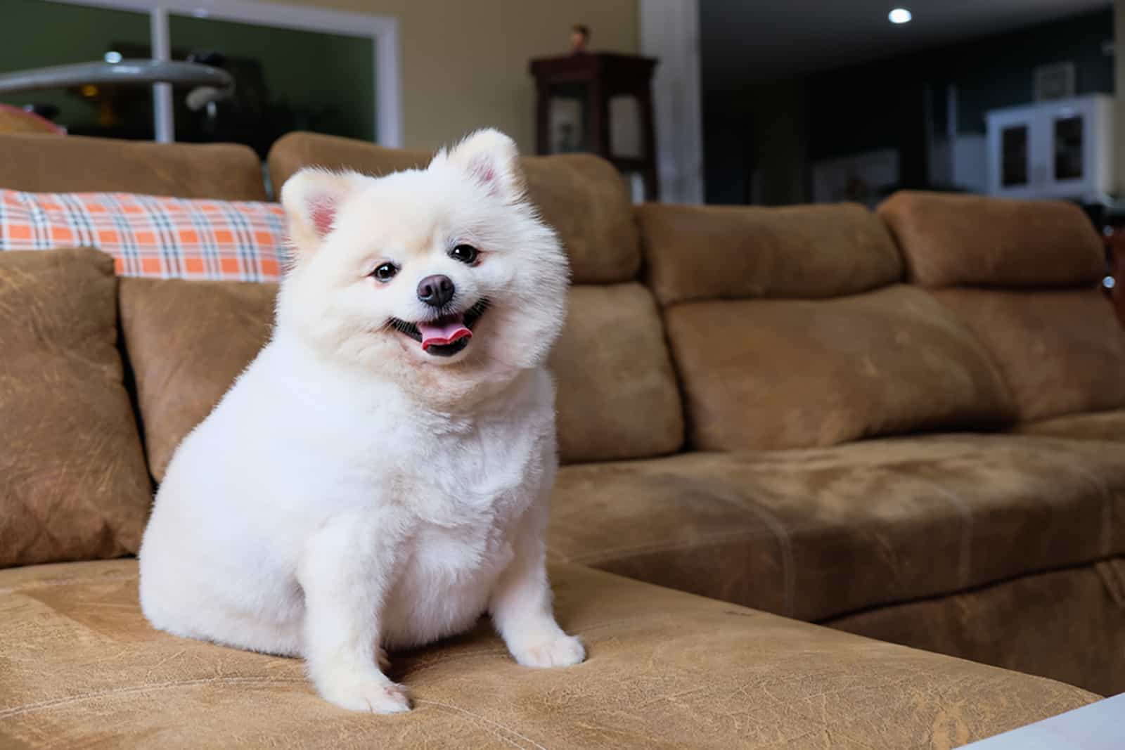 white pomeranian puppy sitting on the couch