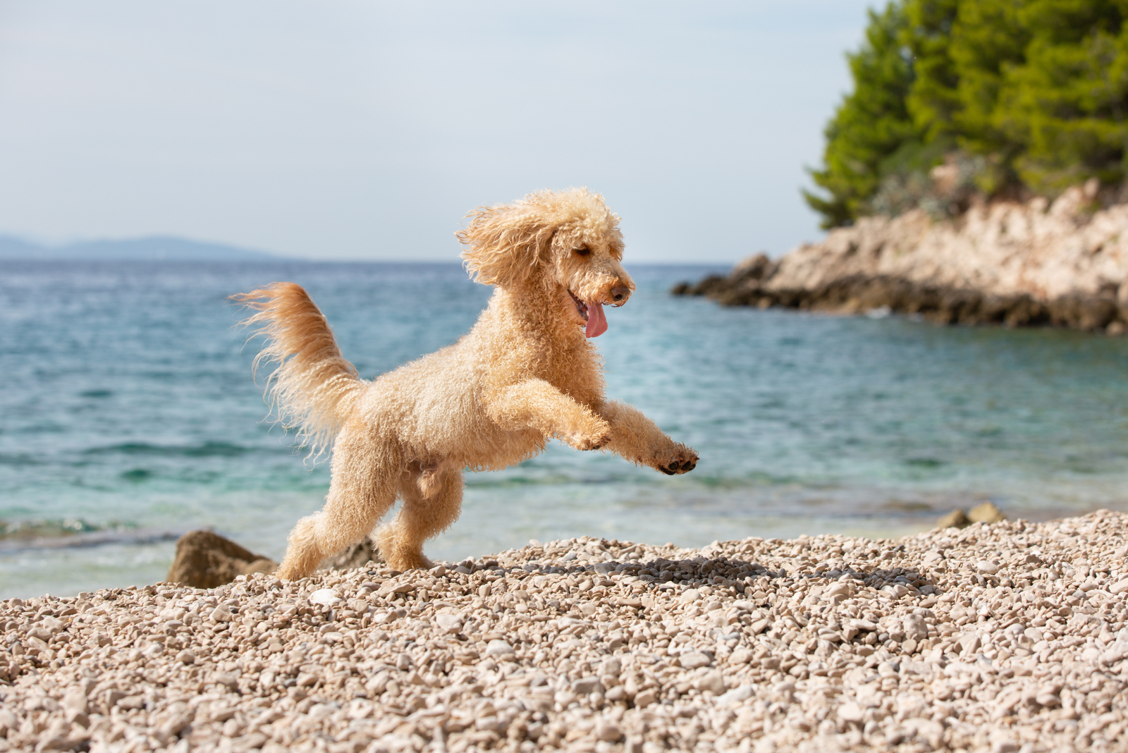 white poodle running on the beach