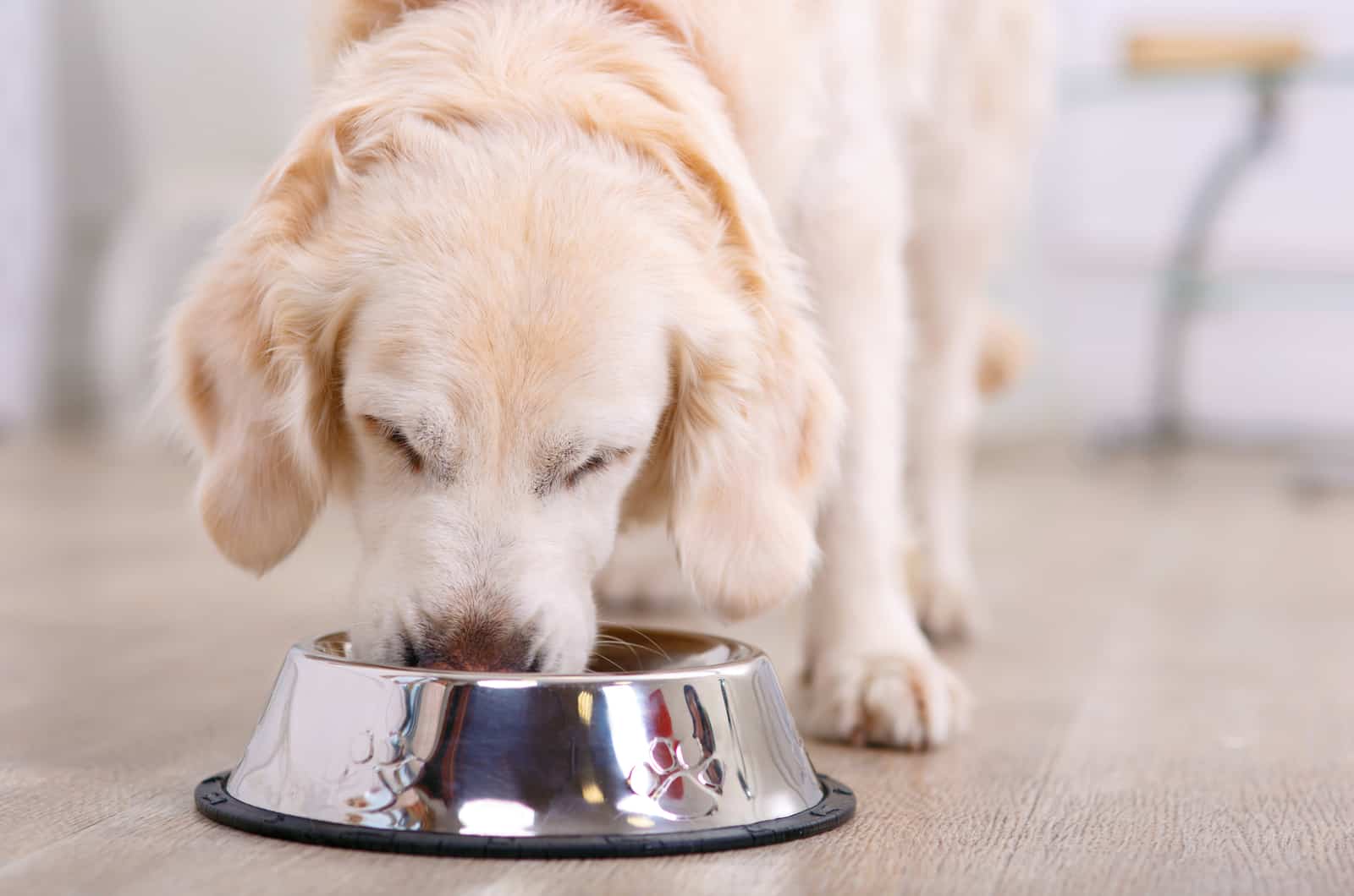 white puppy eating from bowl