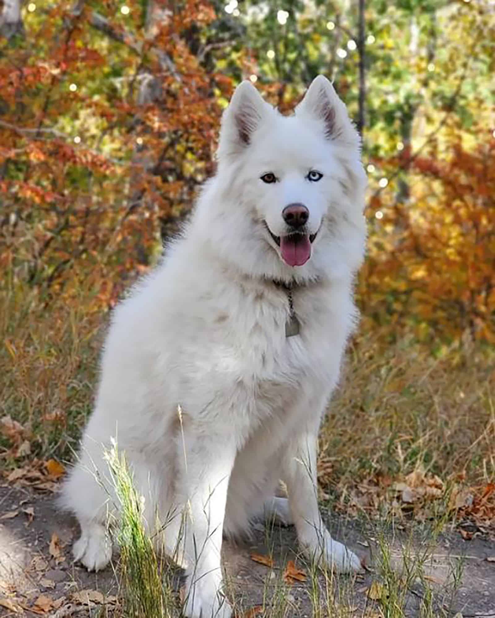 white samksy sitting in the forest