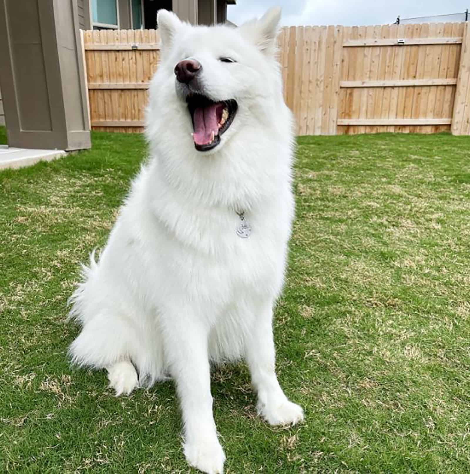 white samsky sitting in the yard