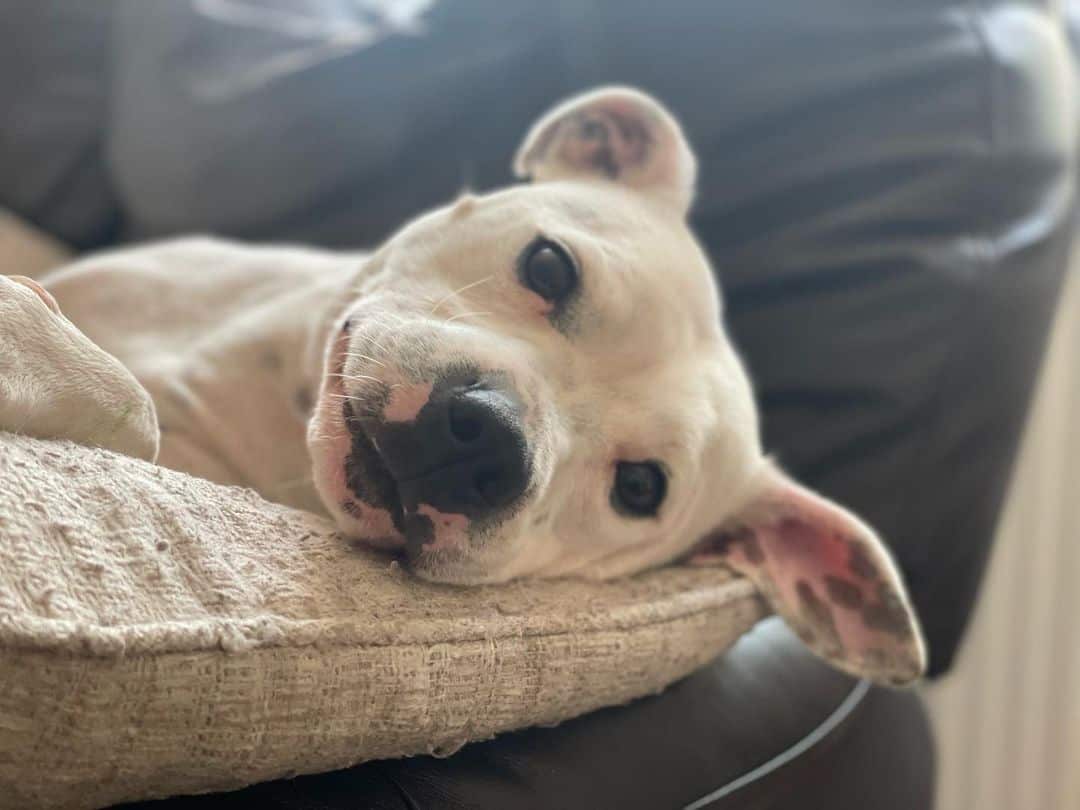 white staffordshire bull terrier