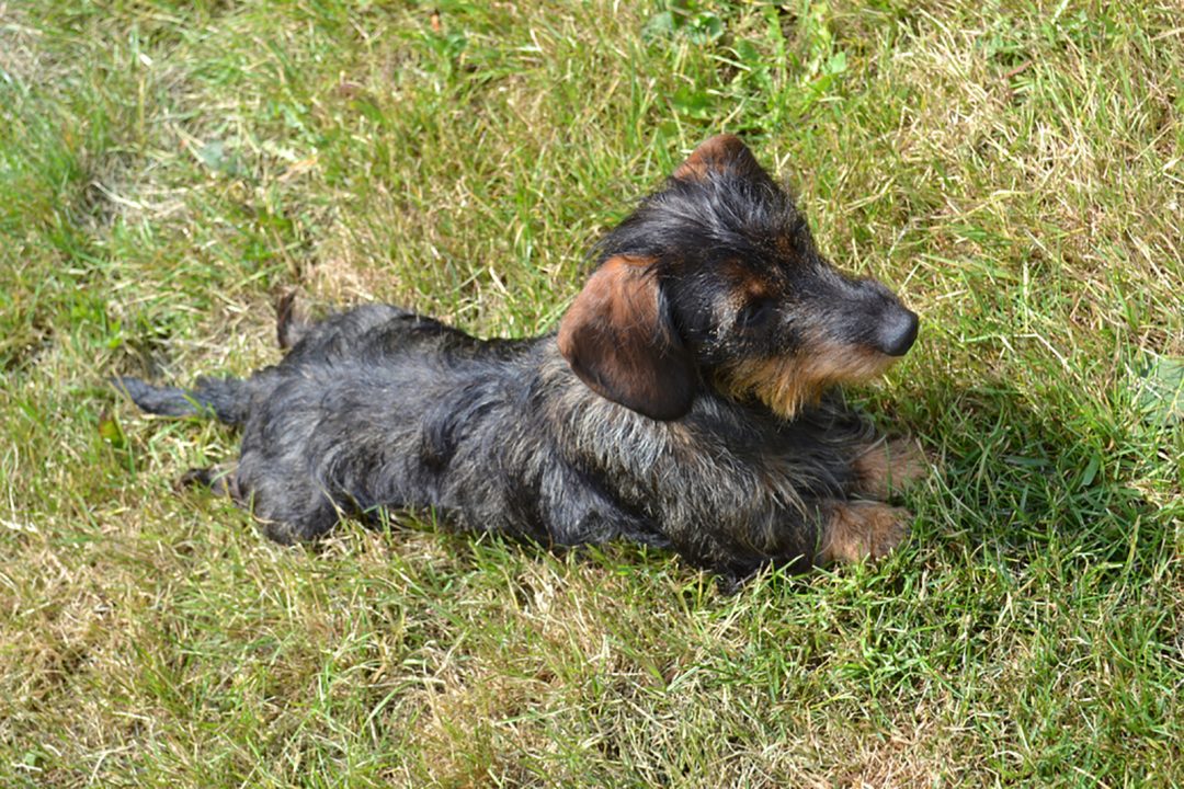 10 Reputable Wire Haired Dachshund Breeders In The U.S.