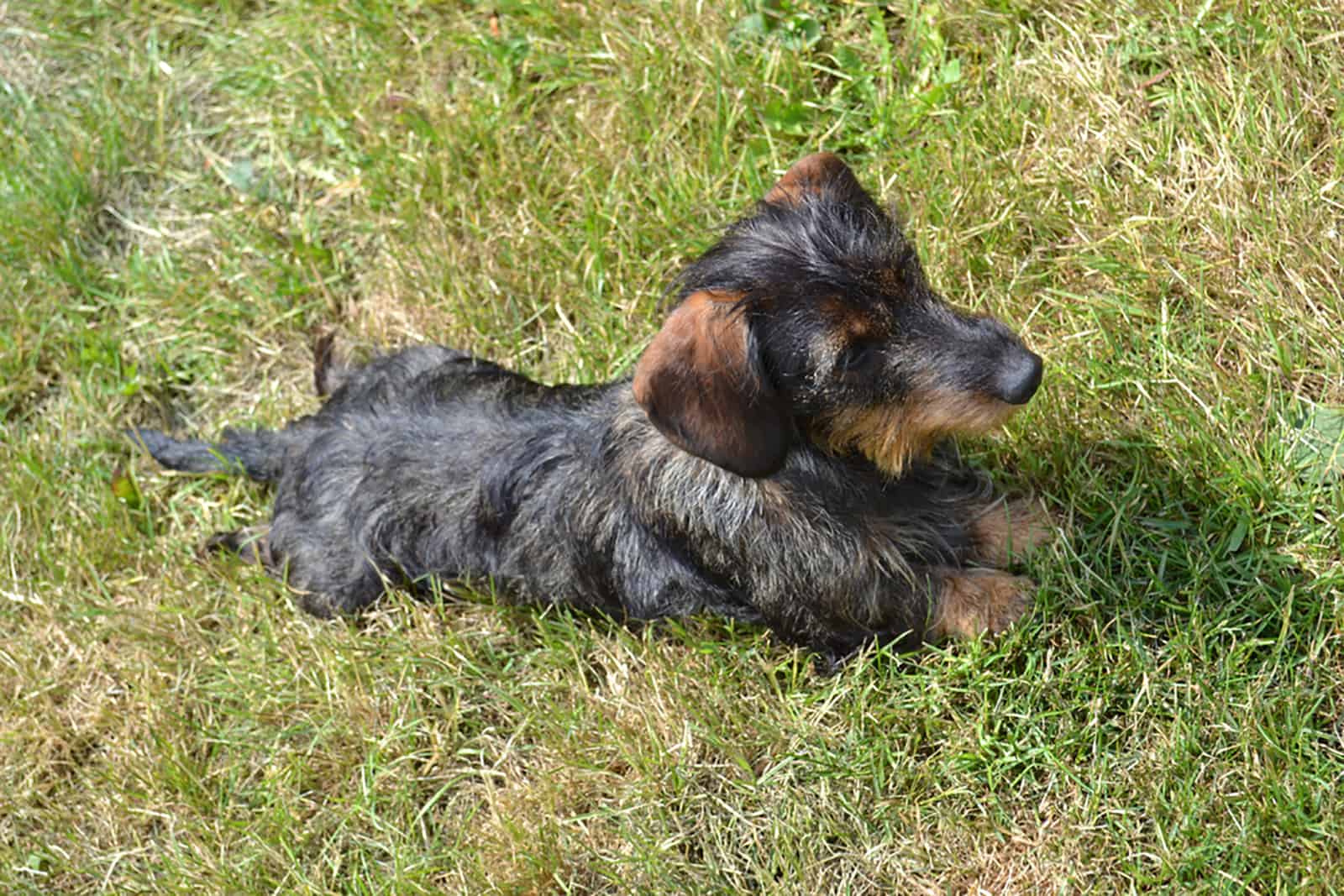 wire haired dachshund lying in the grass