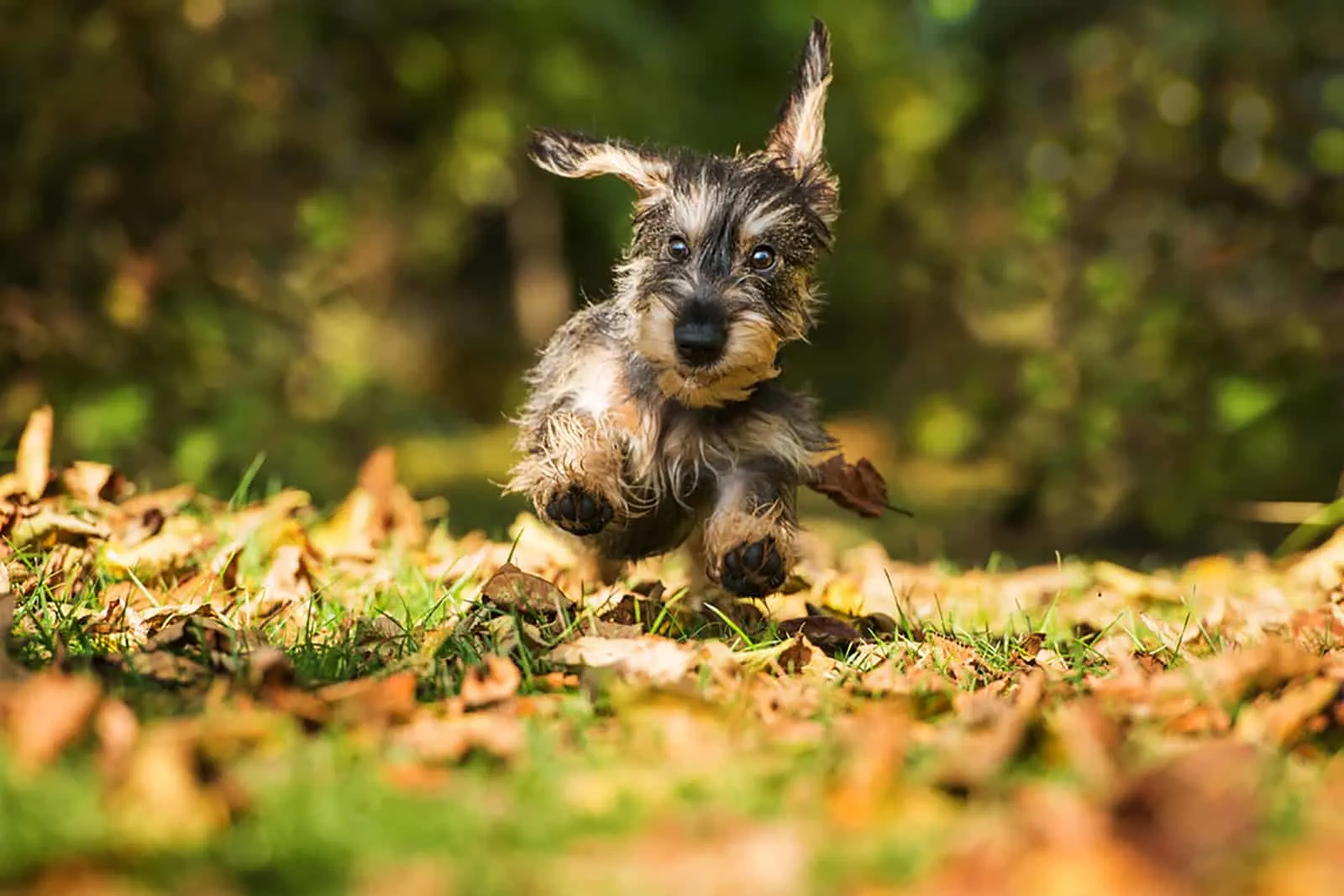 wire haired dachshund puppy running in the park