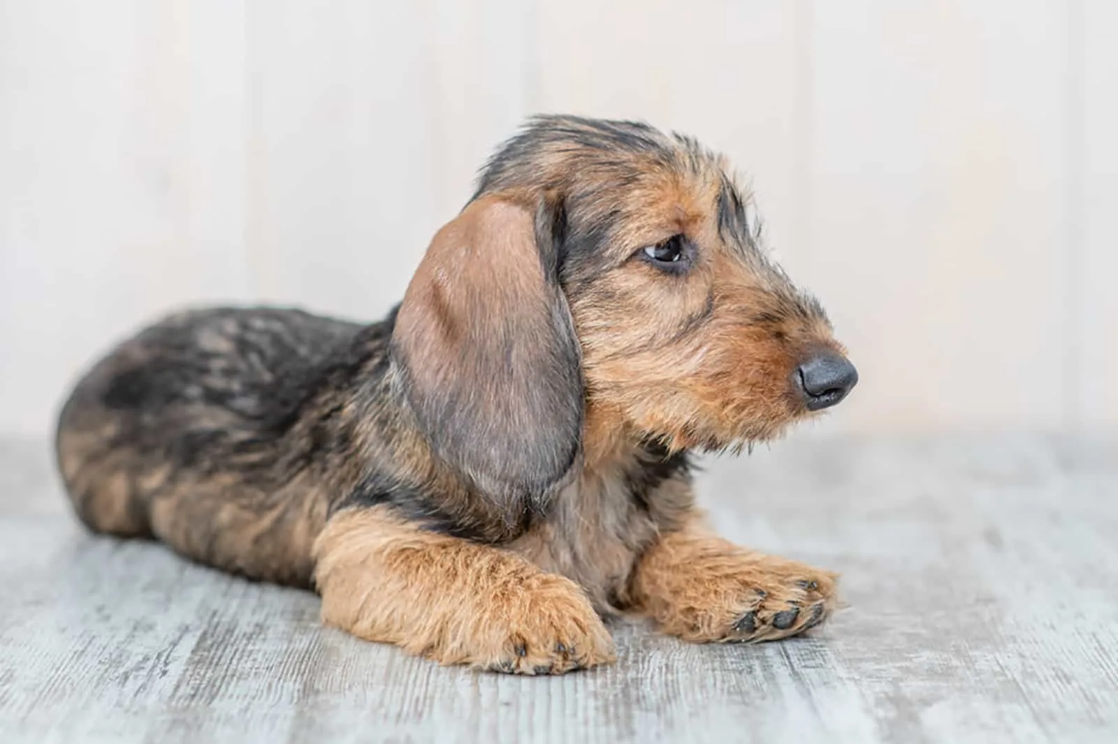 wire-haired dachshund puppy lying on the floor