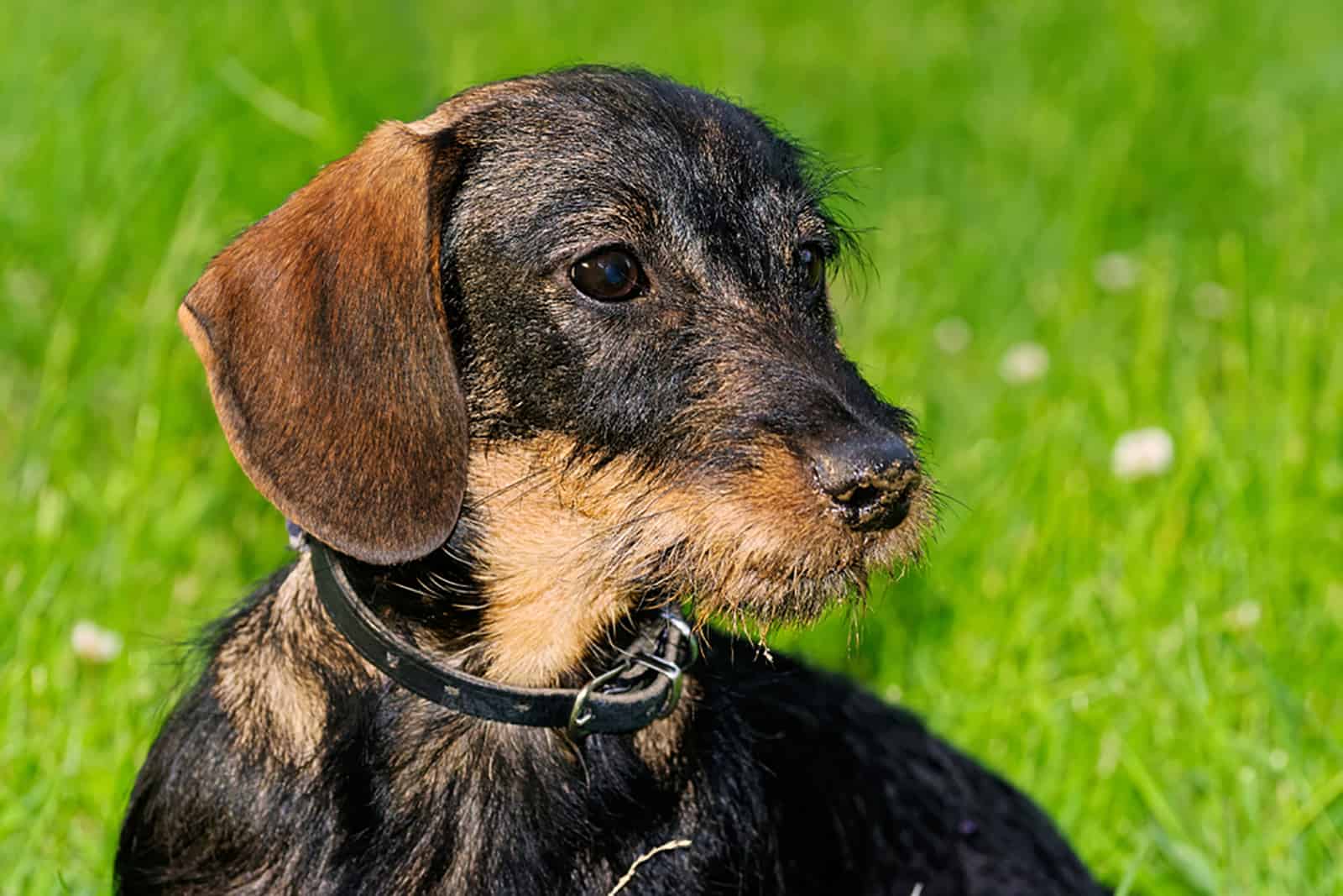 wire haired dachshund puppy on a meadow