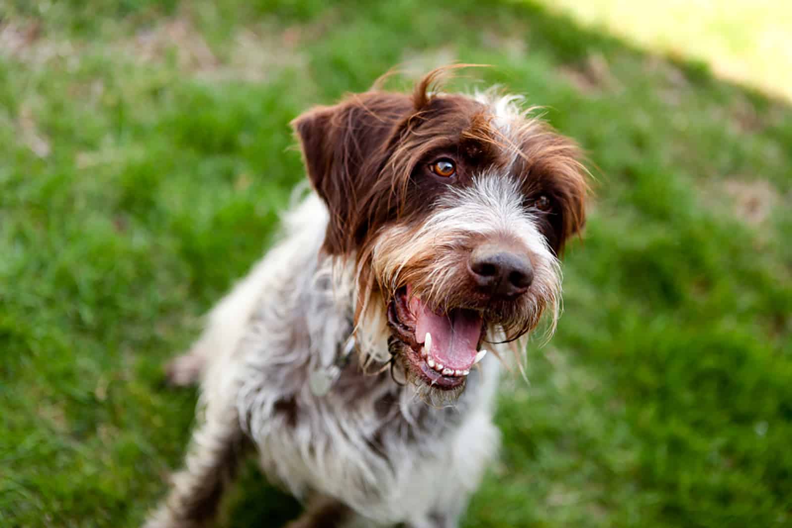wirehaired pointing griffon dog in the park