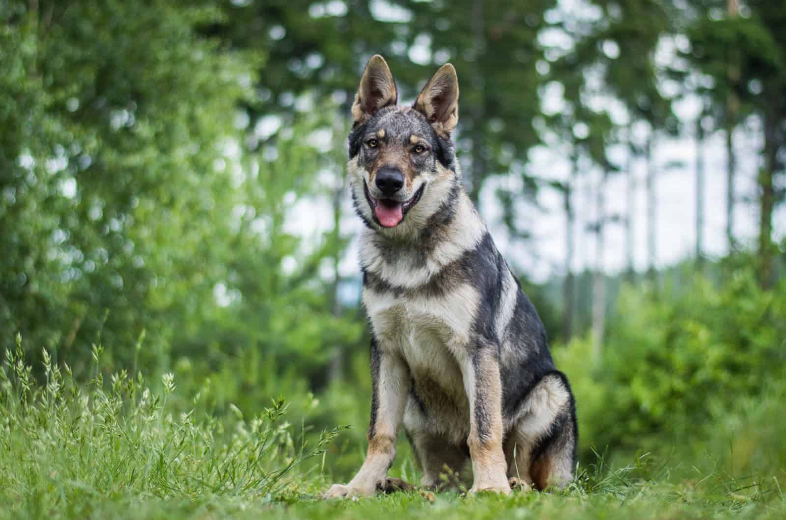 wolf dog breed