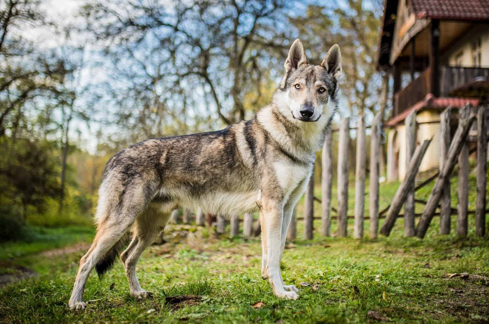 wolfdog standing