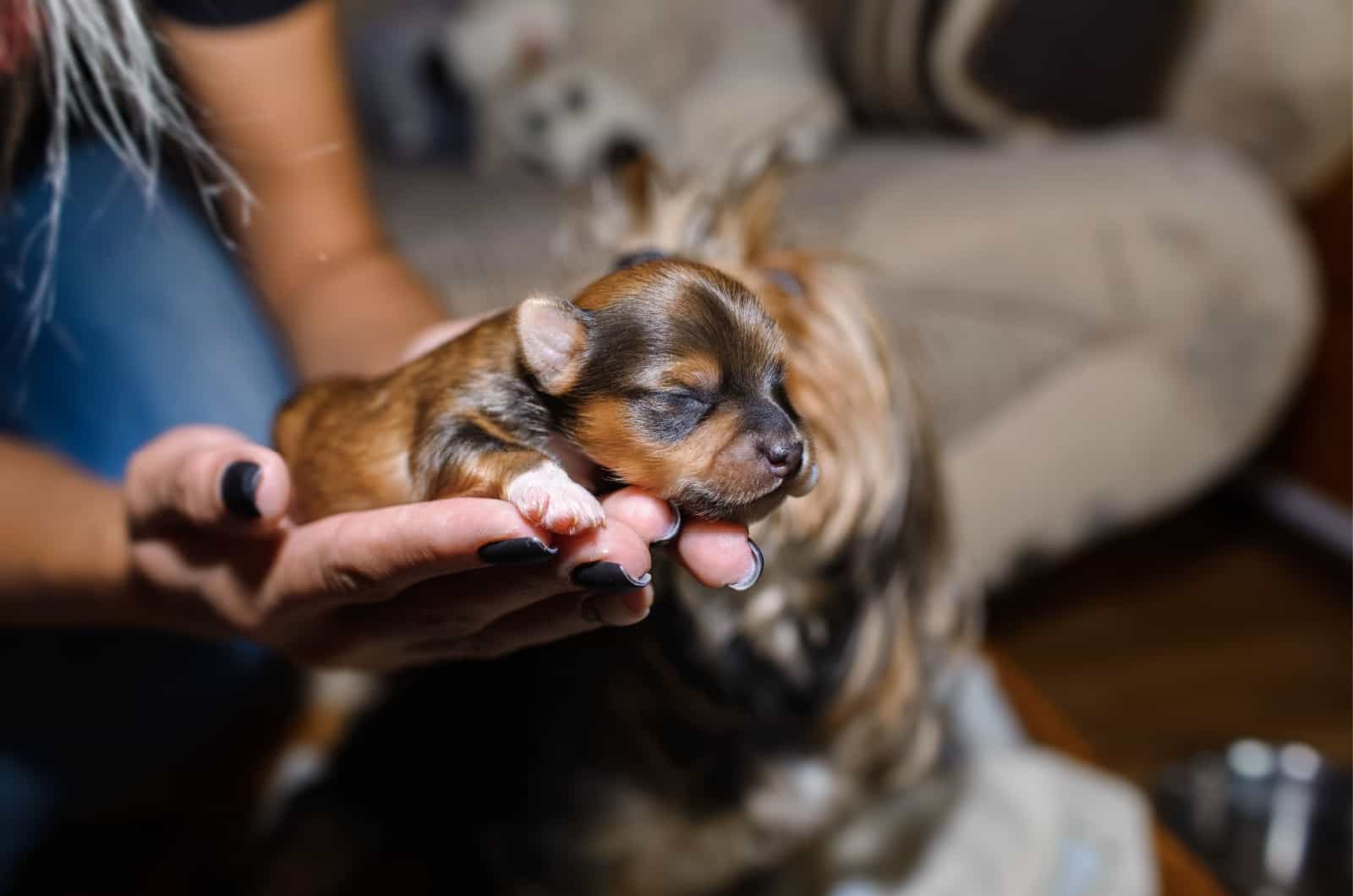 woman holding a newborn yorkie