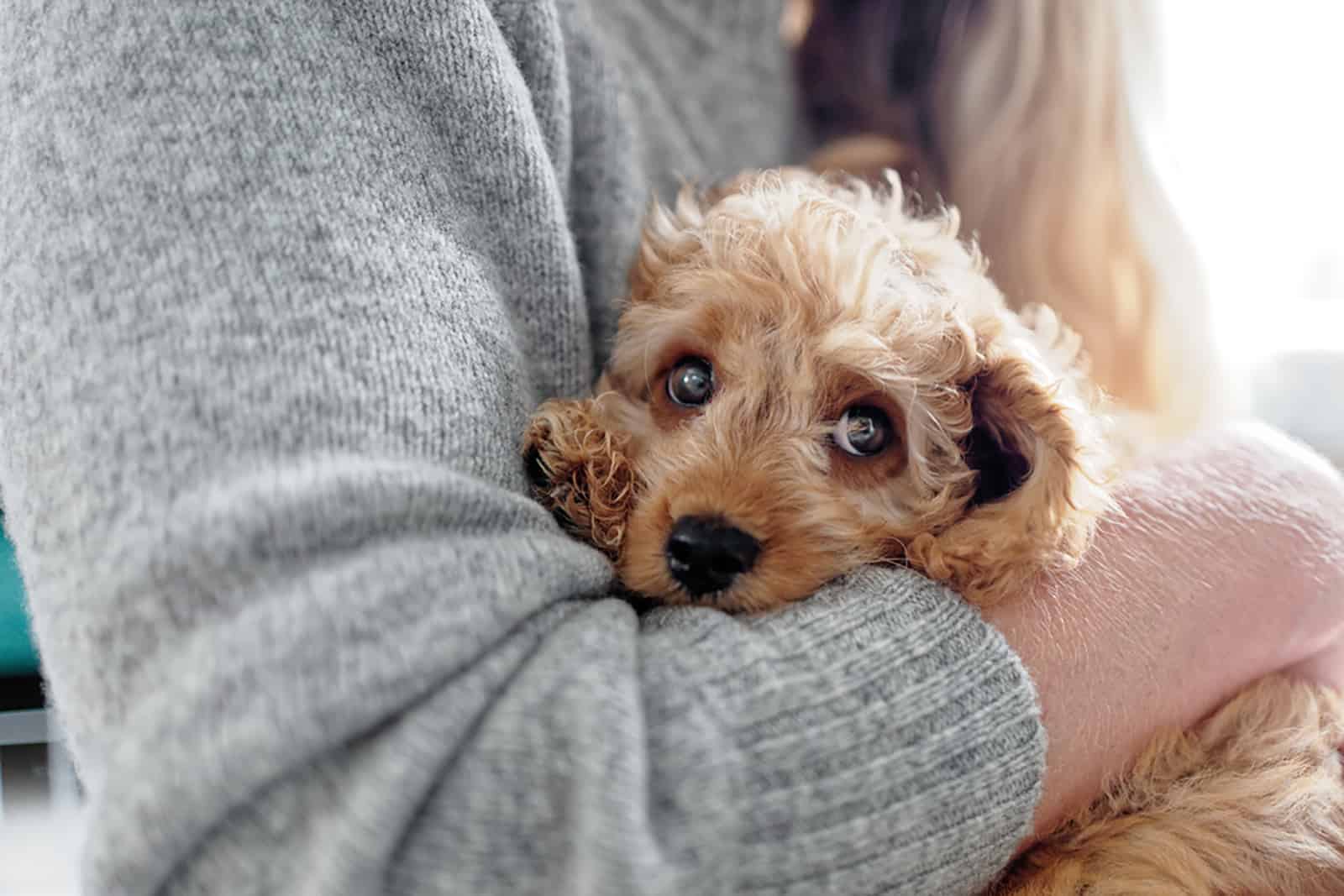 woman holding cavapoochon puppy in arms