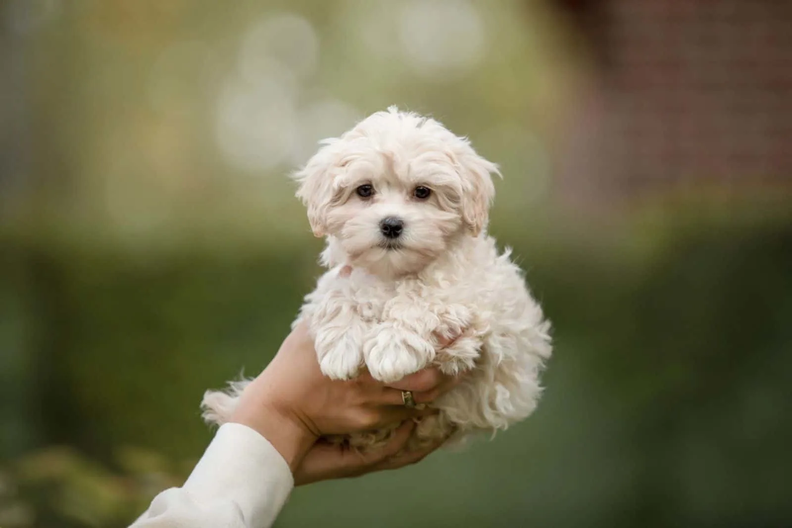 woman holding maltipoo puppy on hand