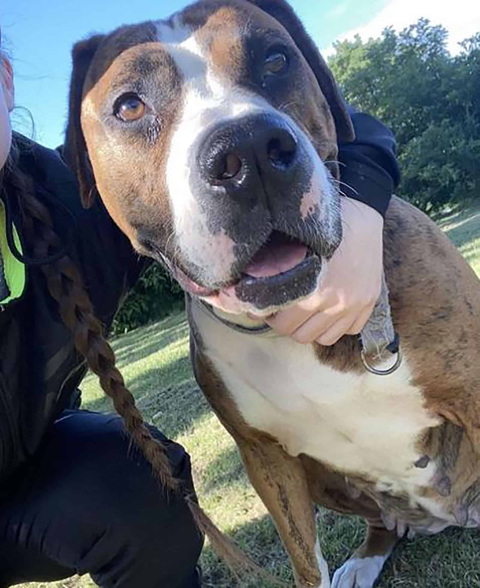 woman hugging presa canario pitbull dog and posing for camera