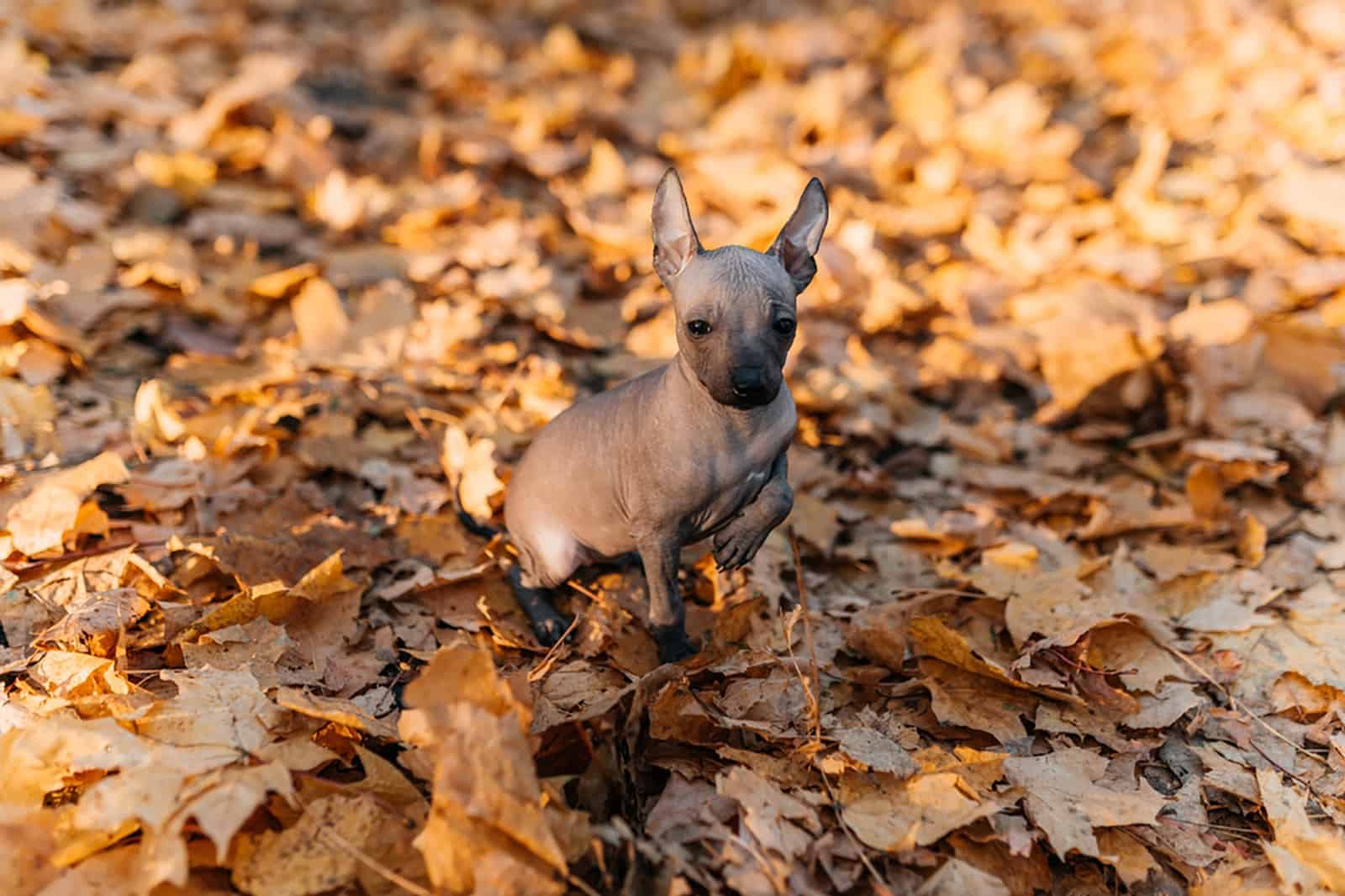 xoloitzcuintli puppy in the park