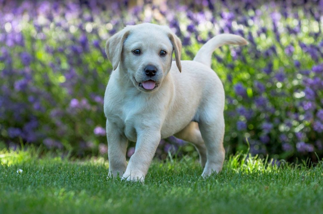 8 Best Labrador Breeders In Florida