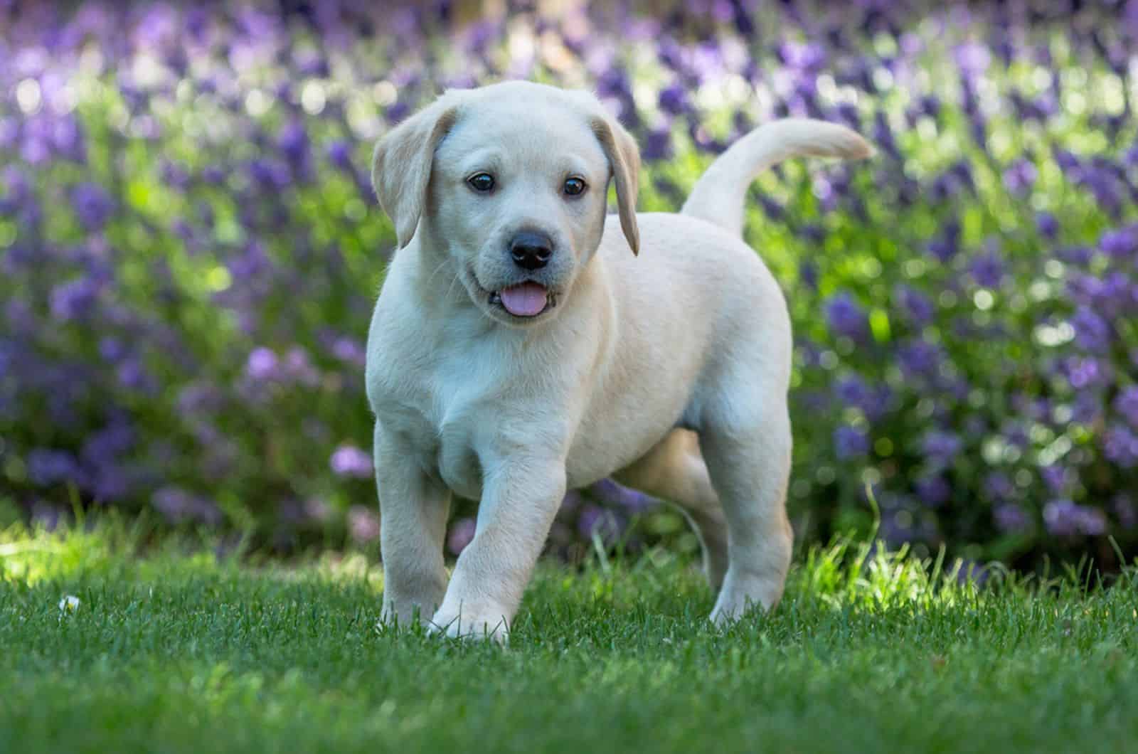 yellow labrador puppy in the garden