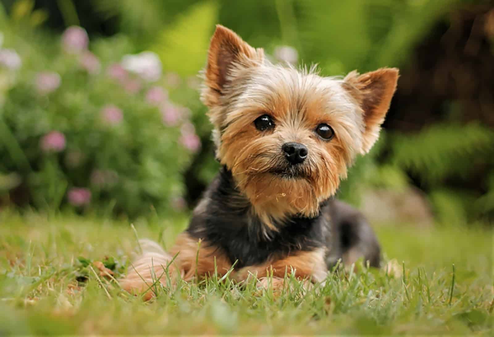 yorkie puppy sitting in the grass