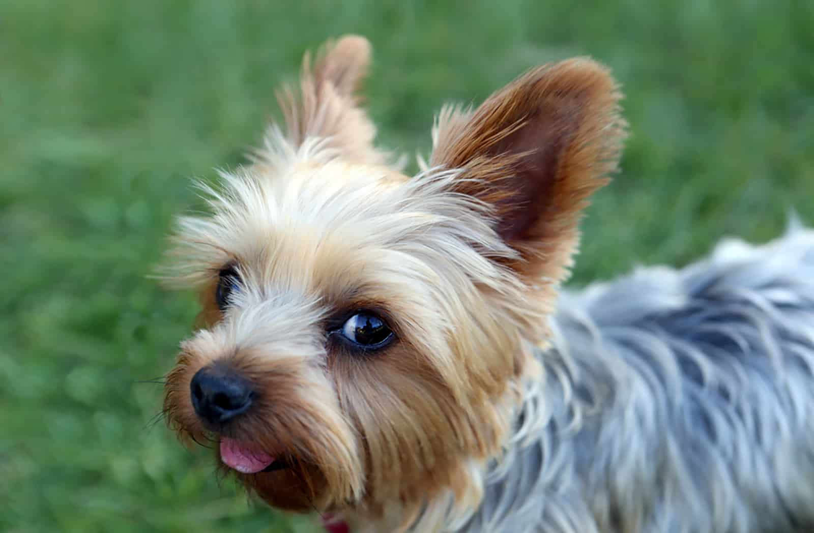 yorkie puppy in the park