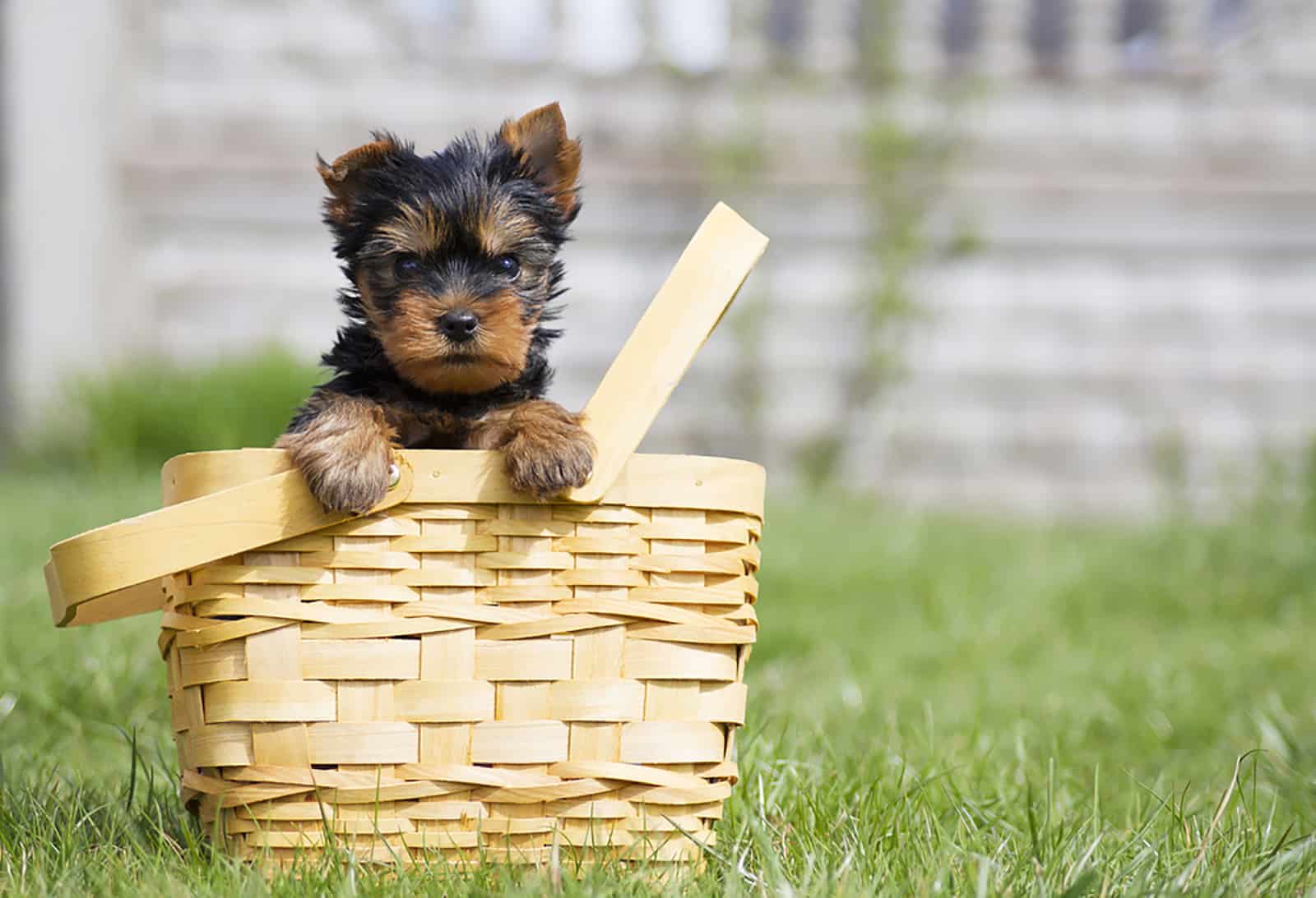 yorkie puppy in the basket in the garden