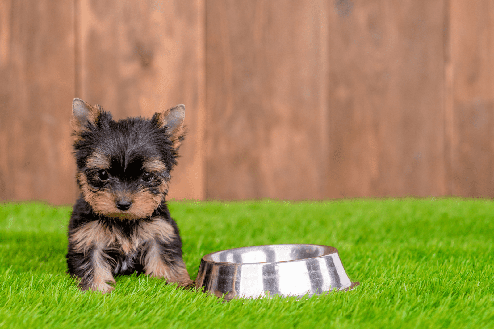yorkie puppy sitting next to a bowl of food