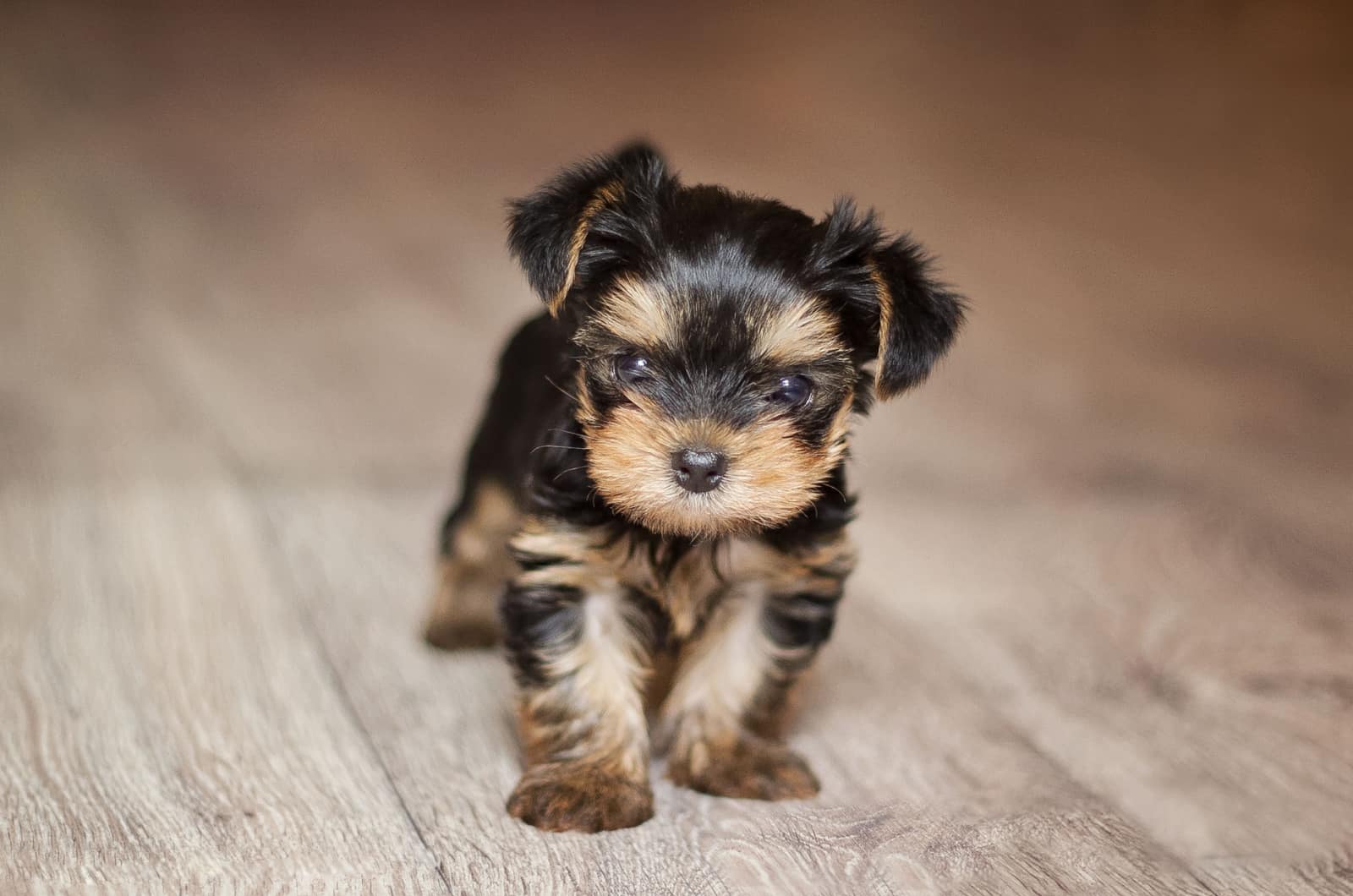 yorkie puppy