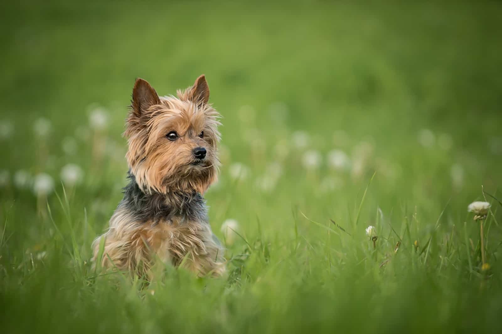 yorkshire terrier sitting in the grass