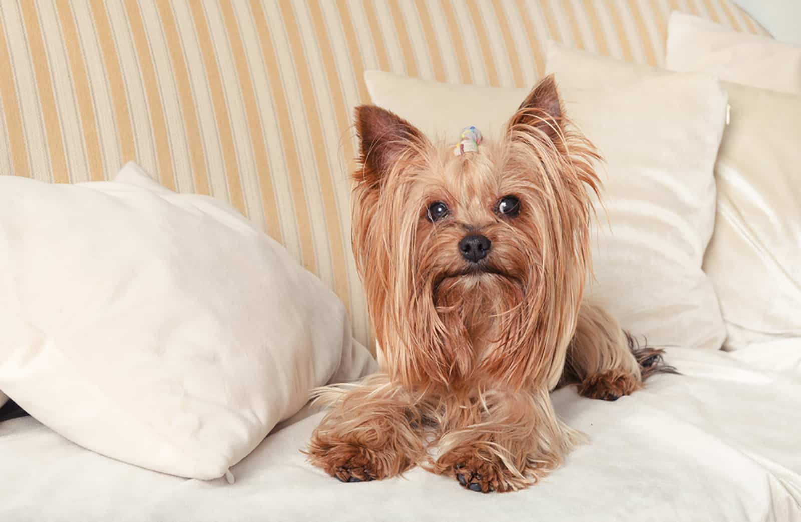 yorkshire terrier lying on the couch